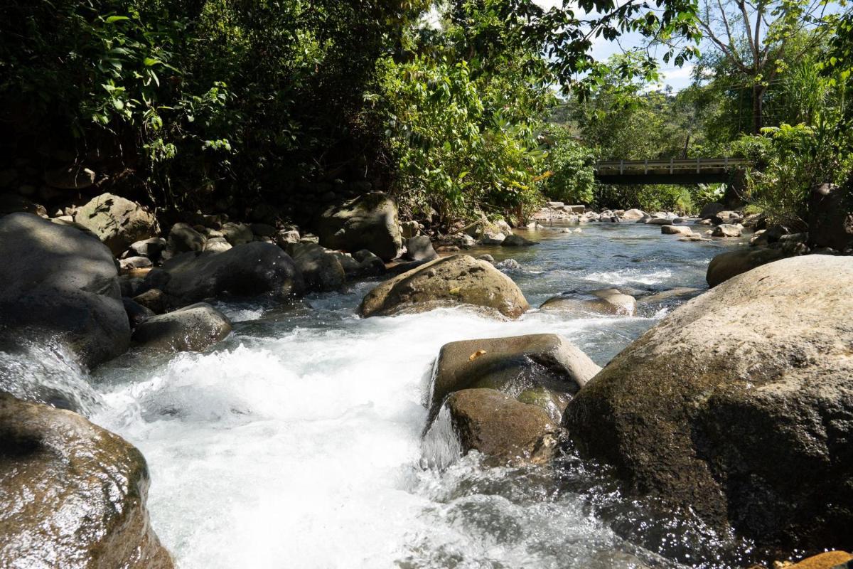 Osa de Rio