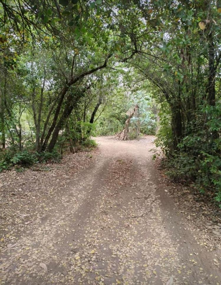 Bosque de Vilches