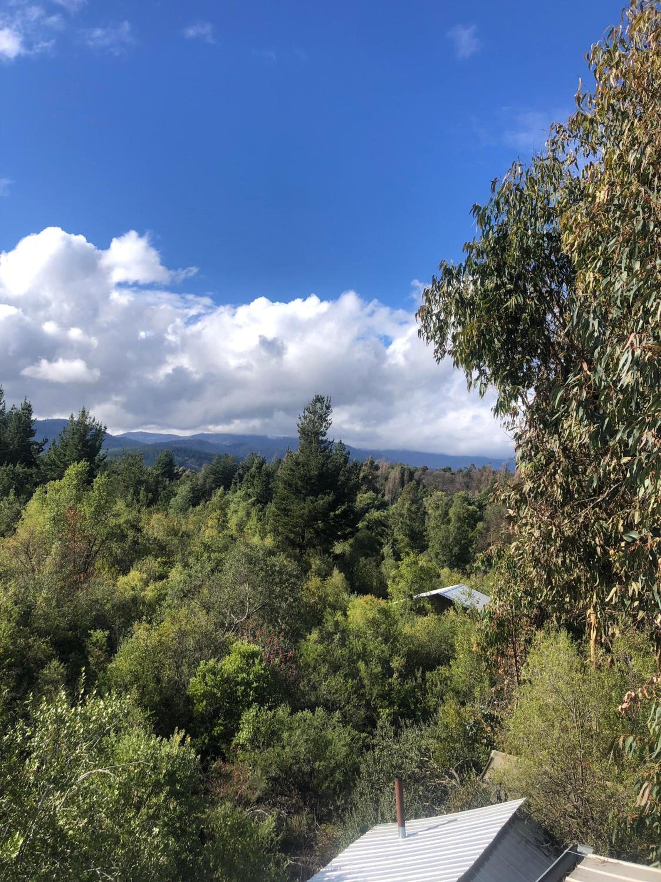 Bosque de Vilches
