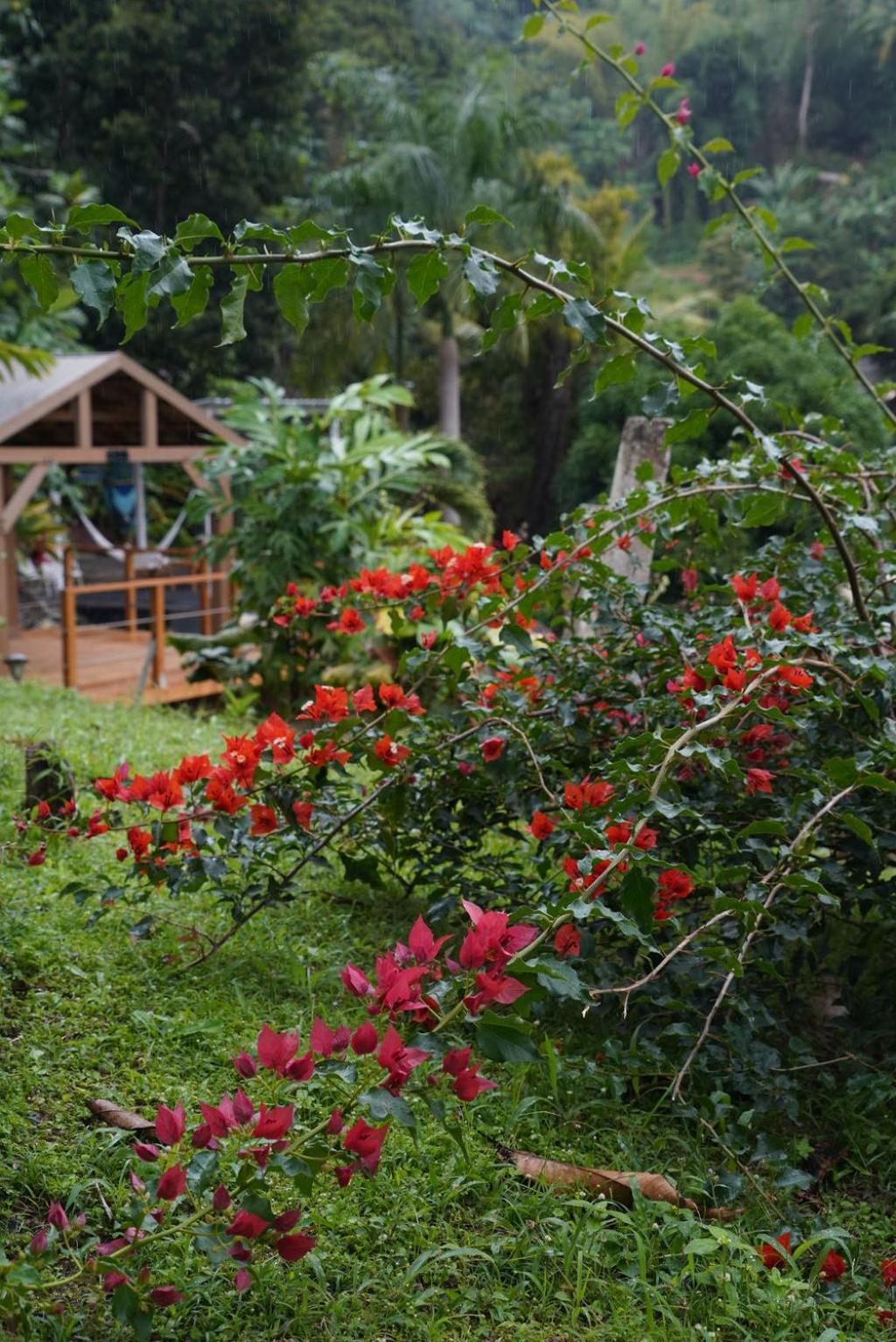 El Yunque Waterfalls Romantic Stay at Casa Parcha view 3