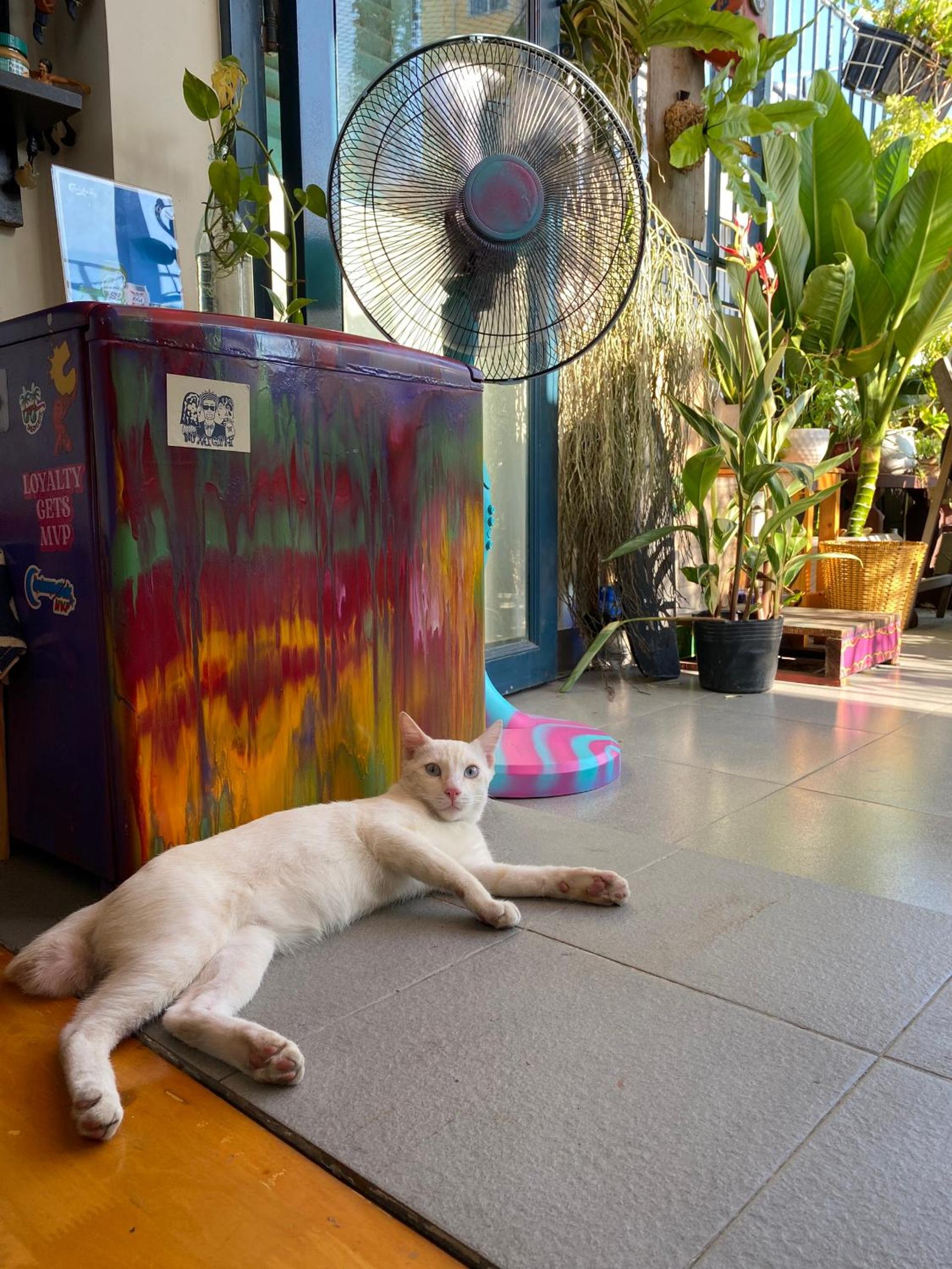 Laca Hostel