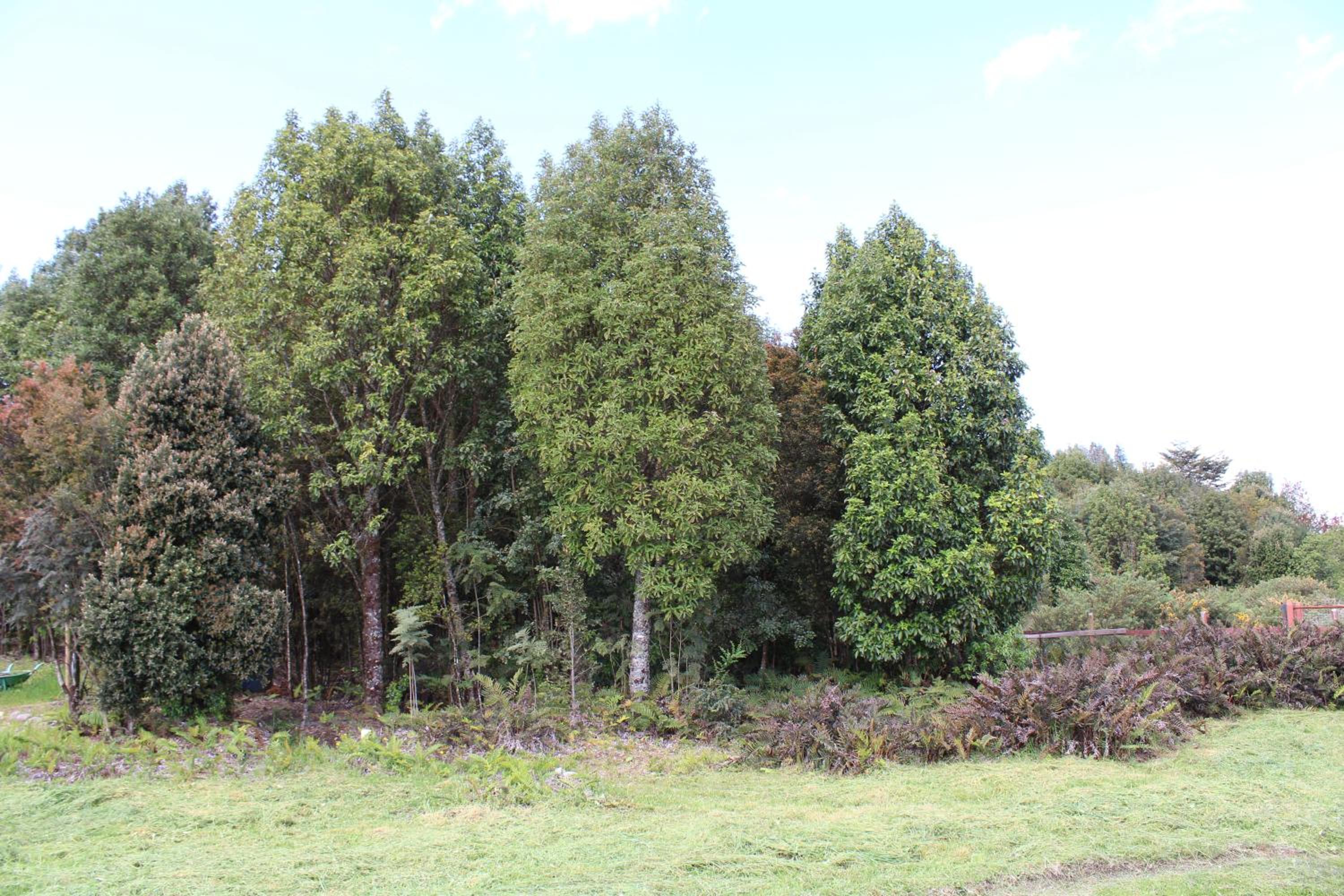 TuArriendoCL-Los Canelos - Cabaña de Campo en Puerto Varas 2D2B 7PAX, camino La Laja