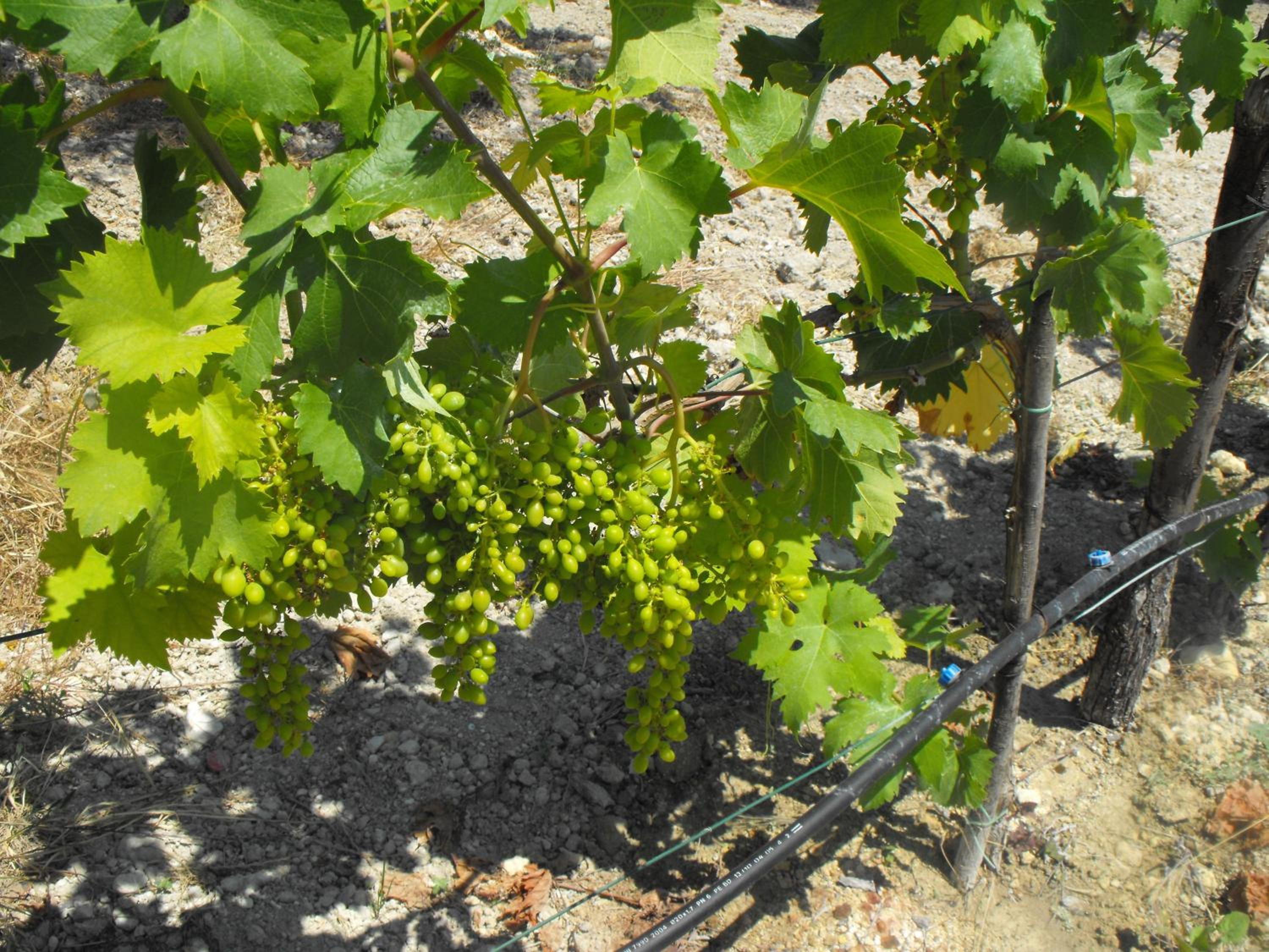 Agriturismoeloropizzuta