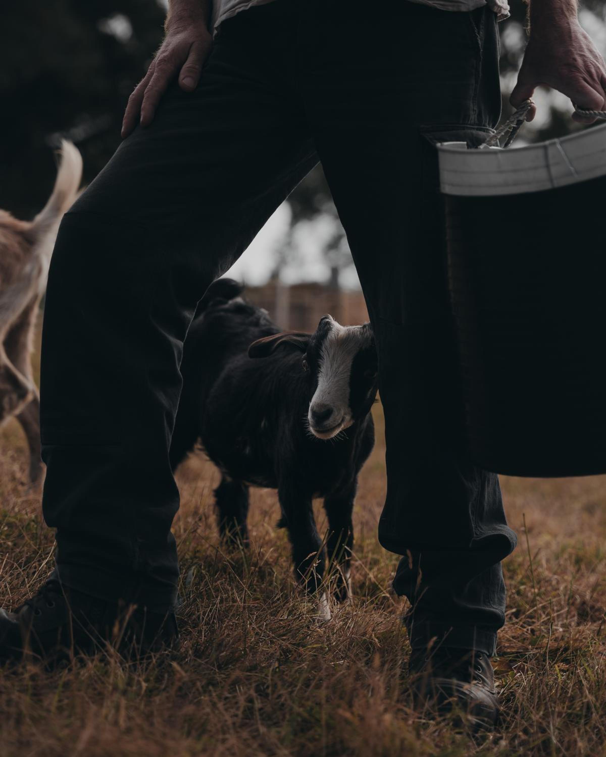 Historic Farm Romance with Miniature Goat Feeding at Hideaway Farmlet