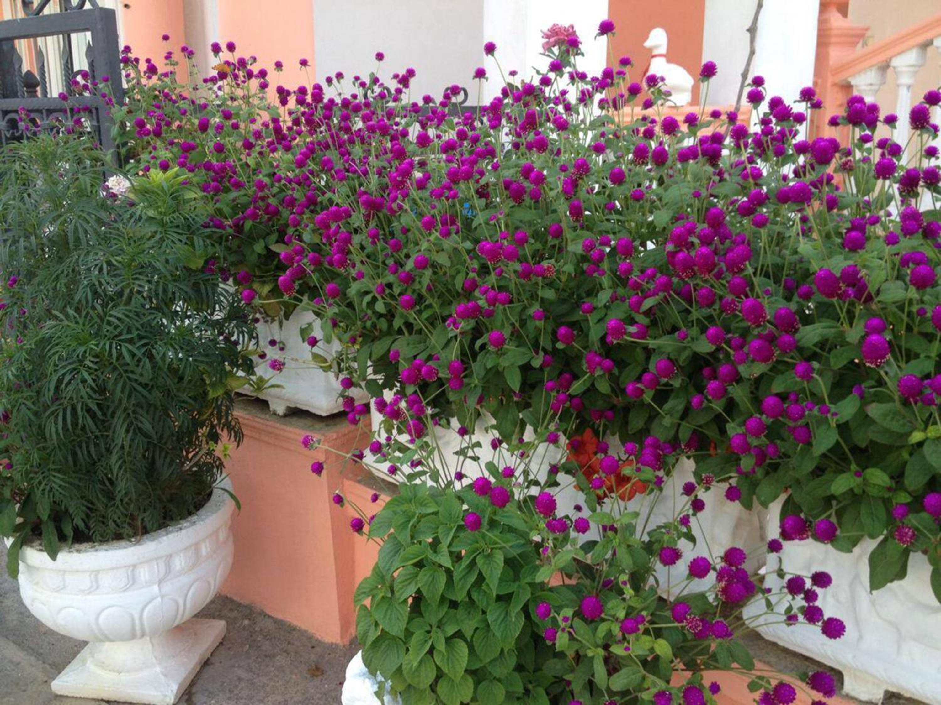 Apartments Delfin