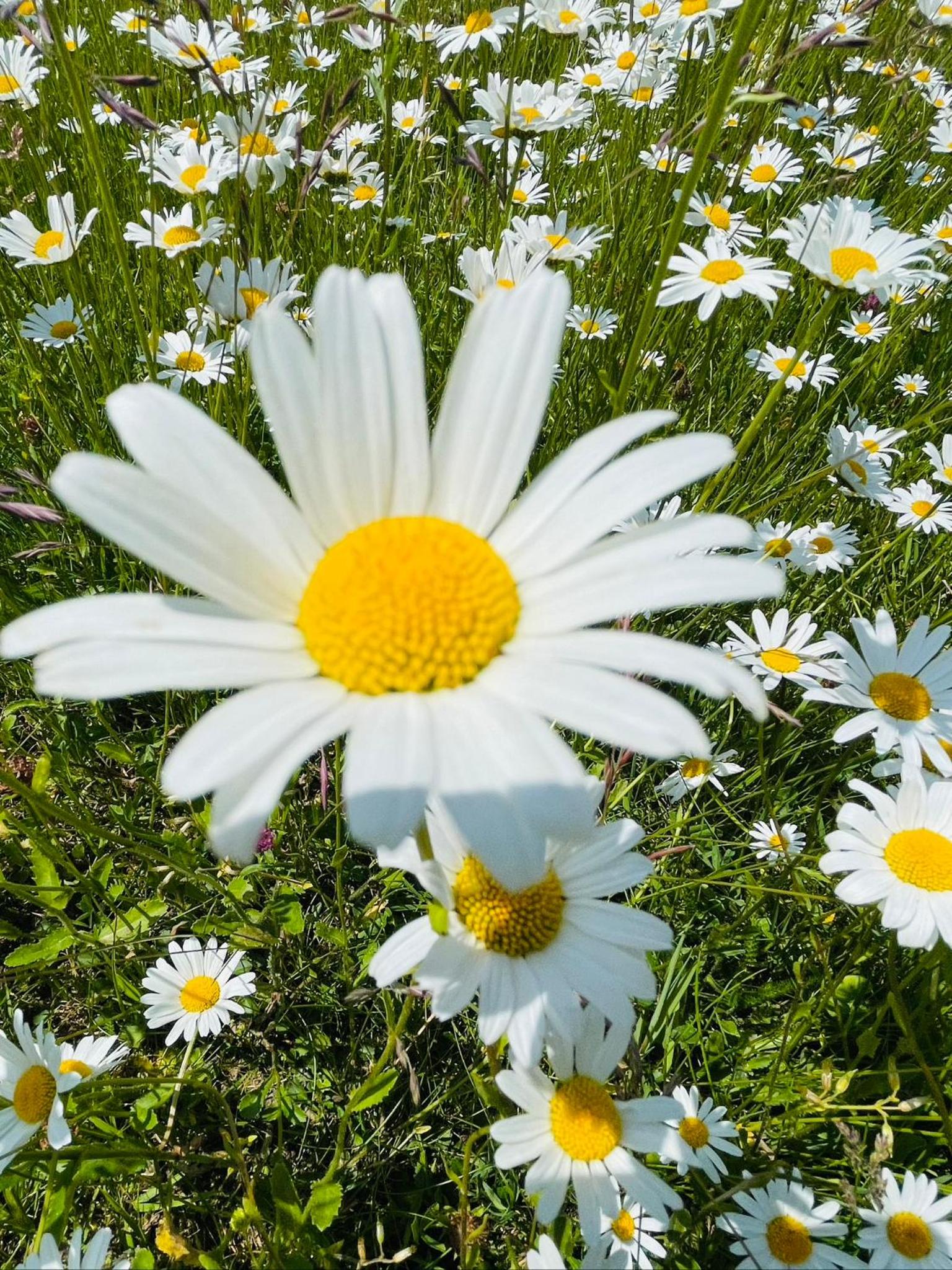 Ferienwohnung Alpensymphonie mit 110 m2 und sonnigem Balkon