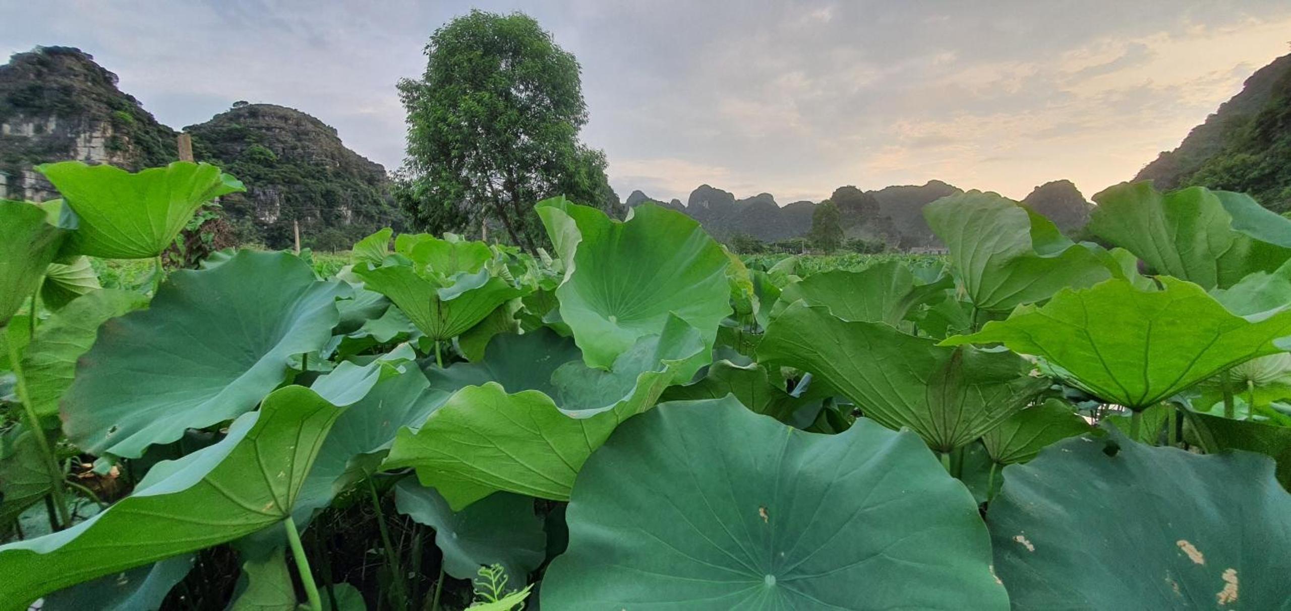 Nice homestay in Ninh Binh