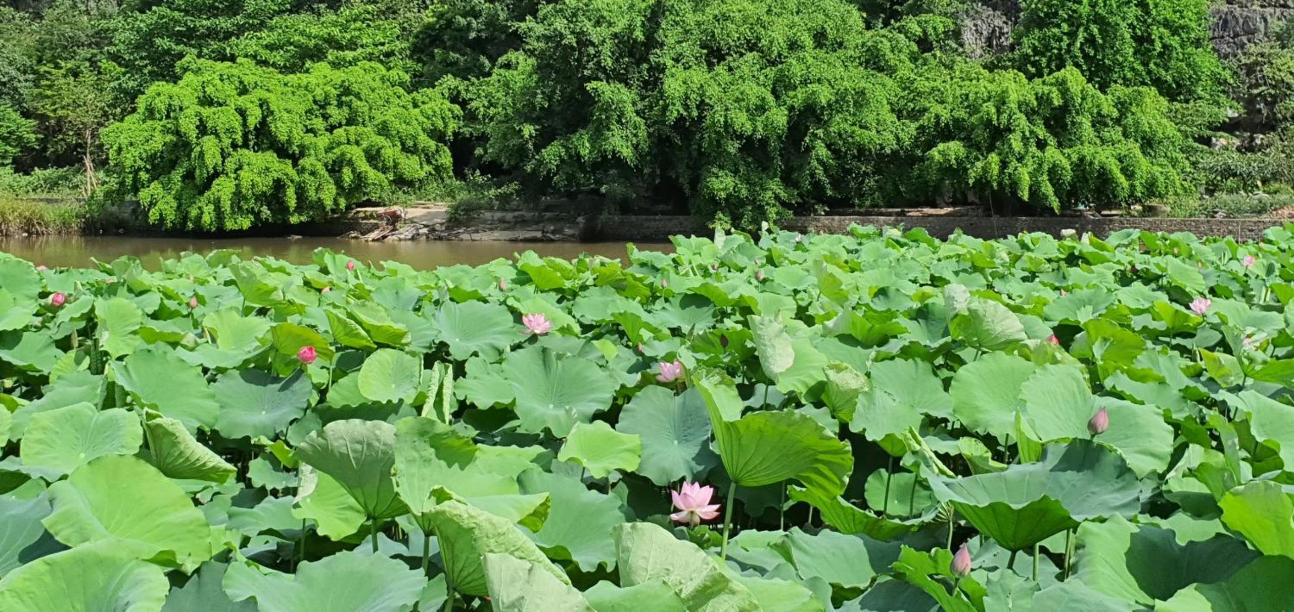 Nice homestay in Ninh Binh