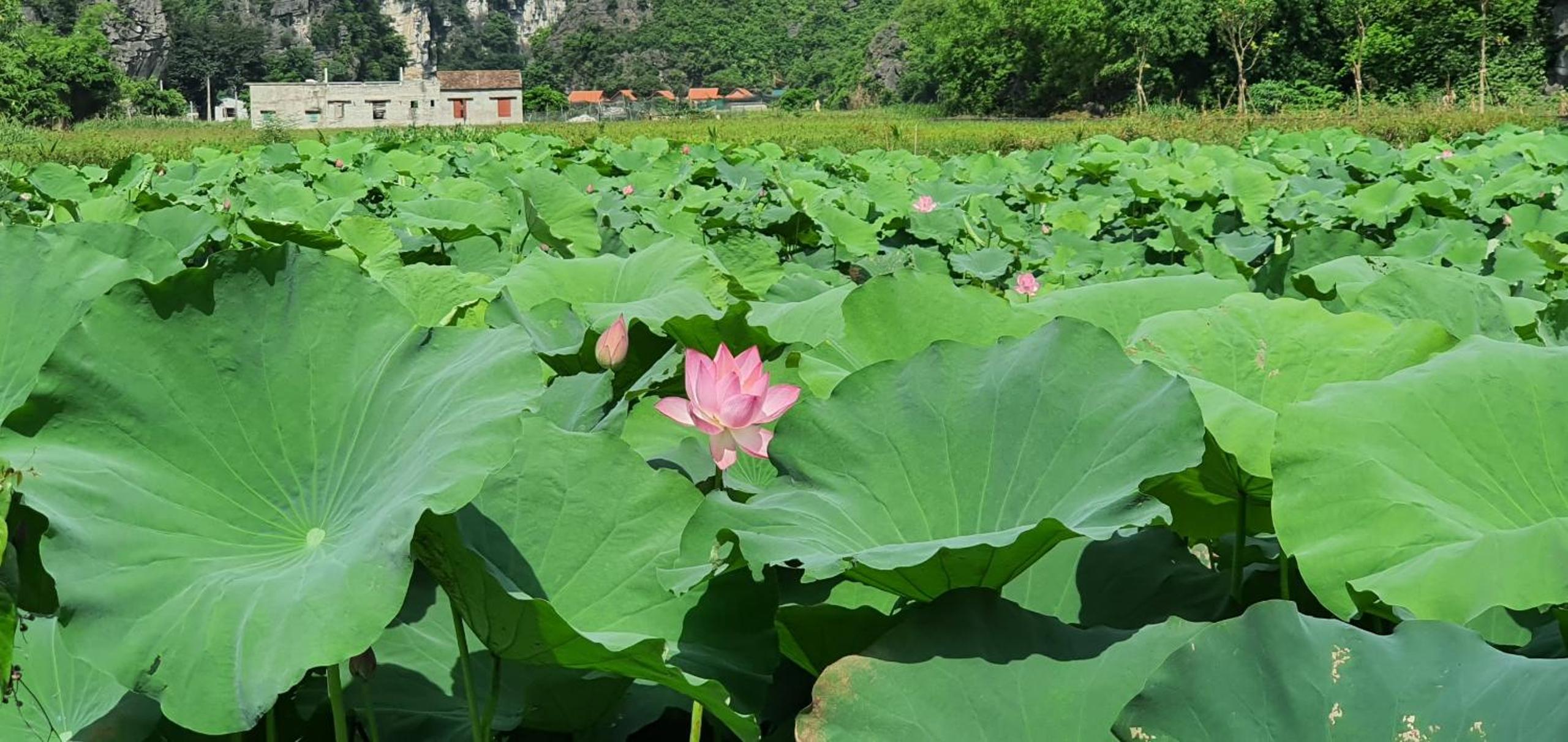 Nice homestay in Ninh Binh