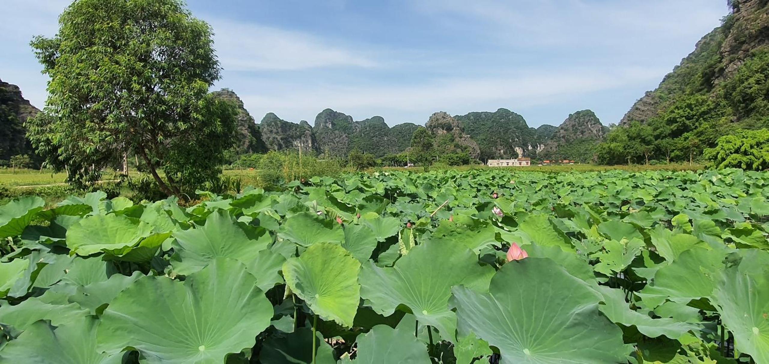 Nice homestay in Ninh Binh