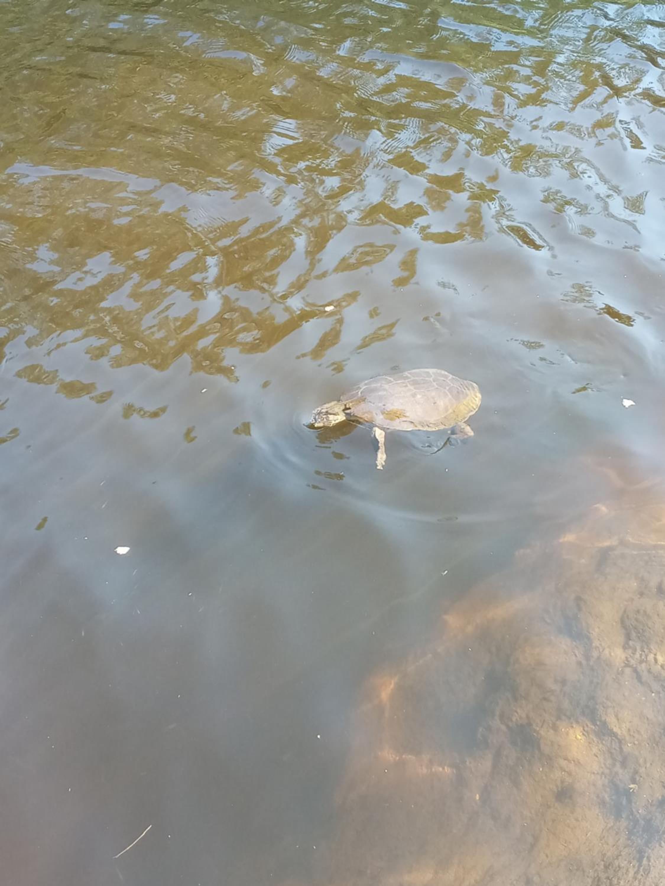 La Tacuarita