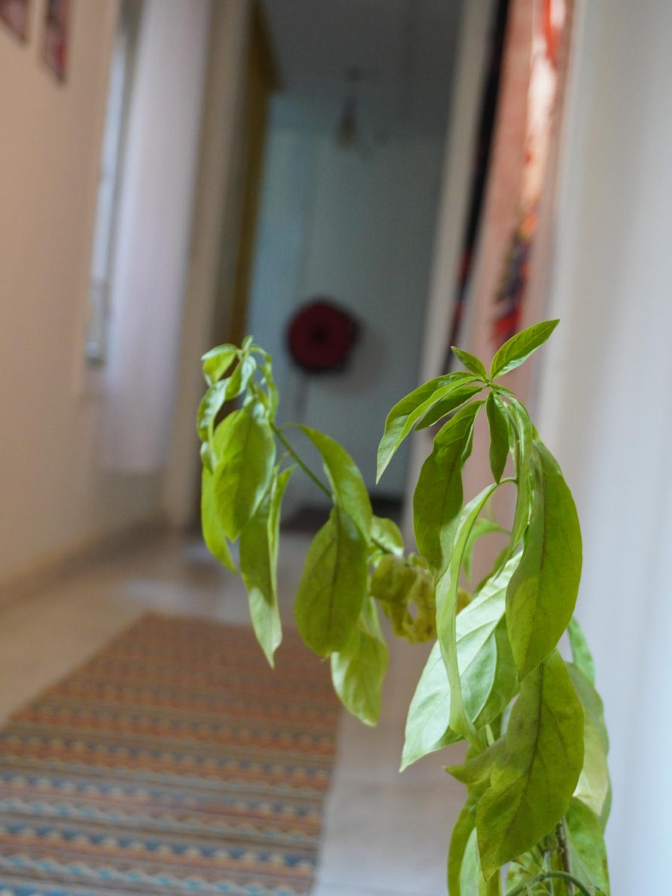 Rhala Hostel Egypt