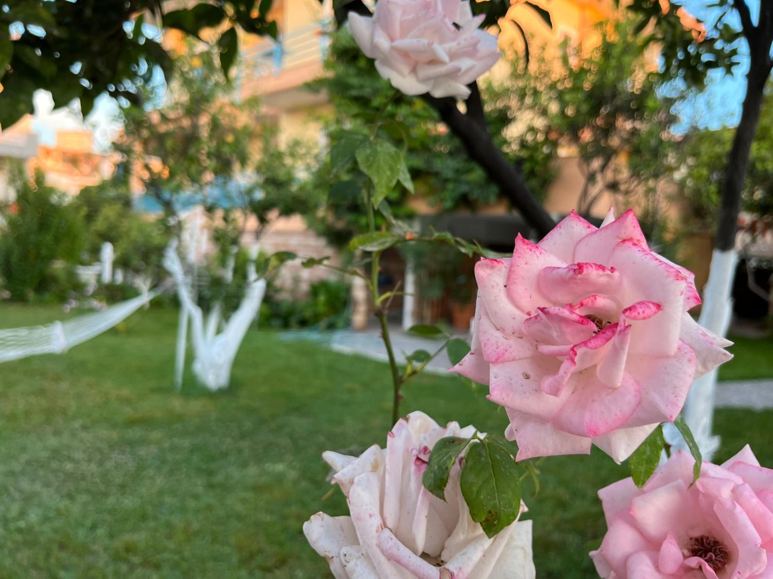 Laura Guest House