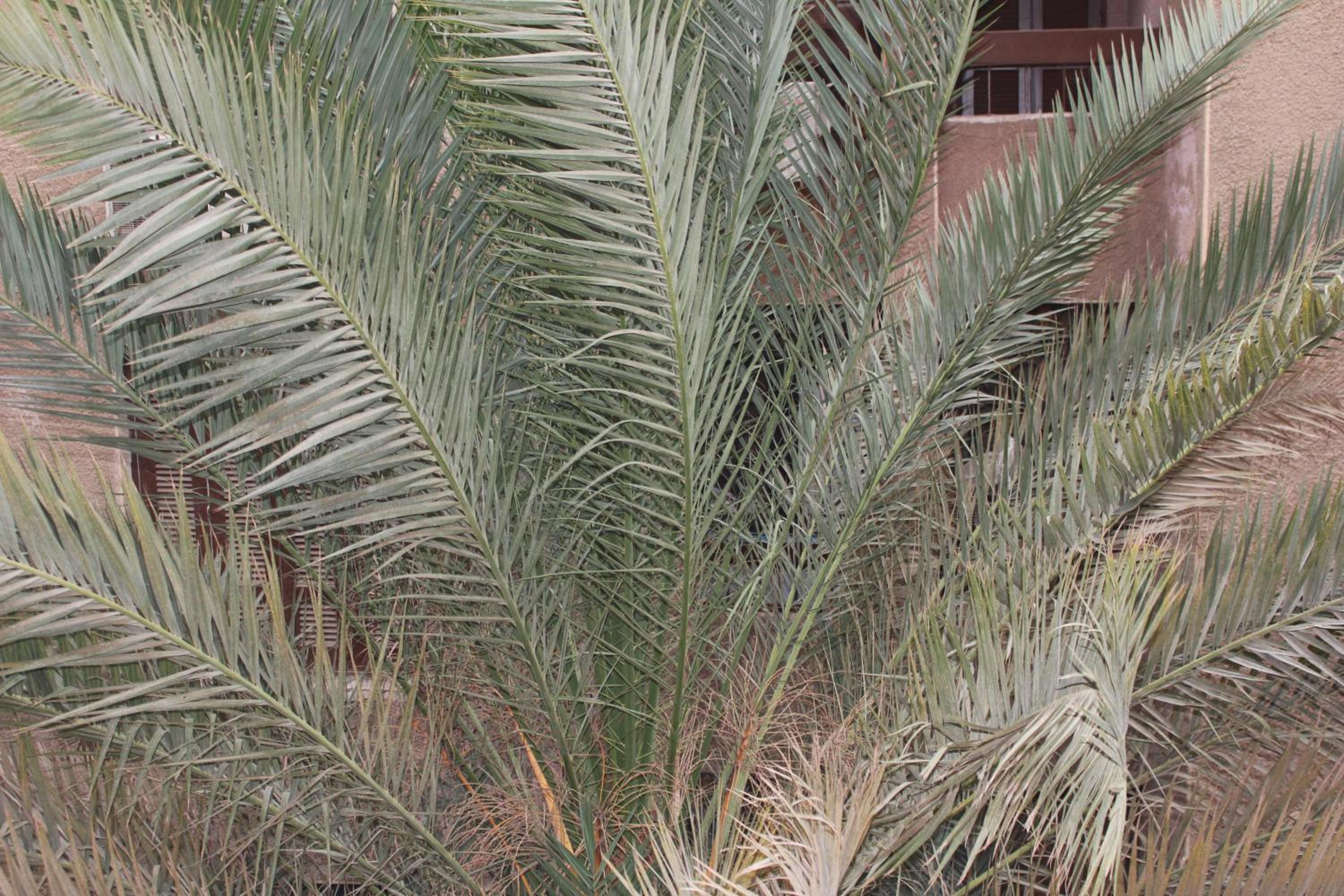 Entire rental unit in New Cairo, Egypt