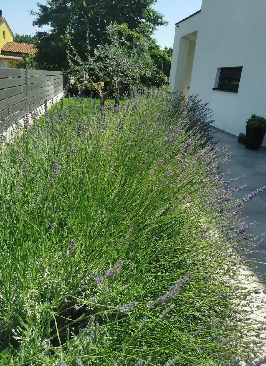 Apartment Ana