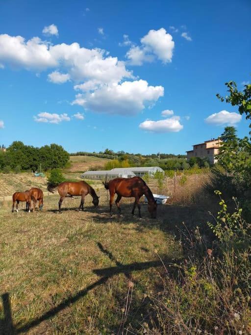 Agriturismo Osea