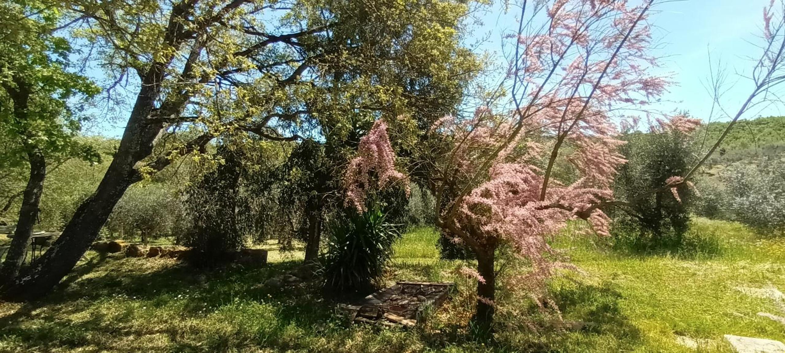 Casa in Maremma view 4