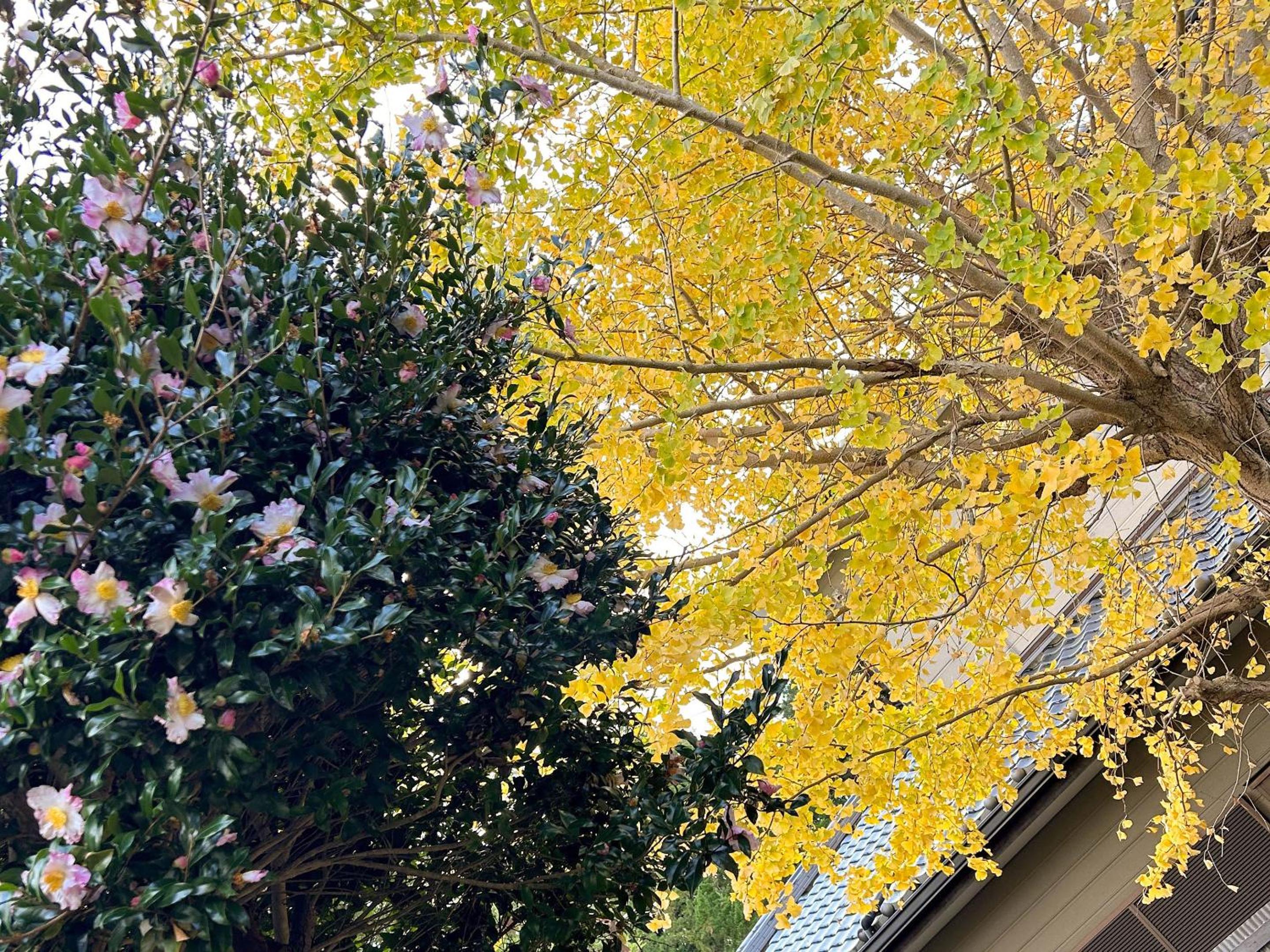 Photo 48