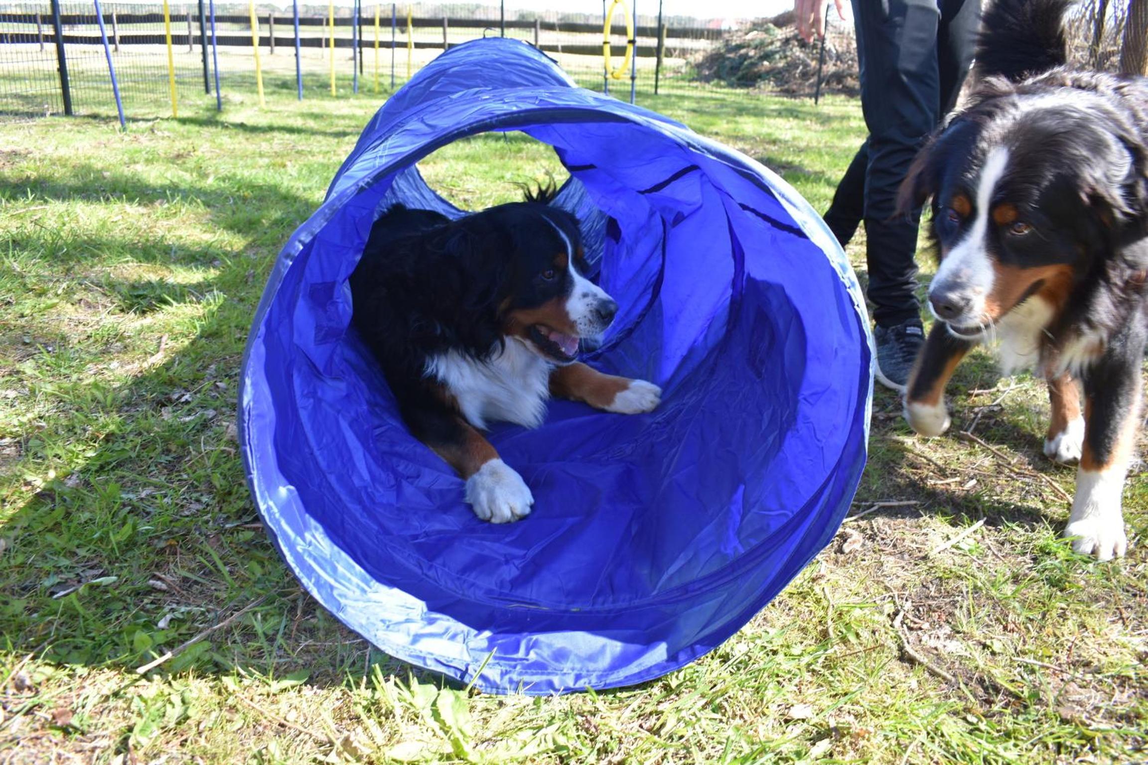 Ferienhaus Schäferhund