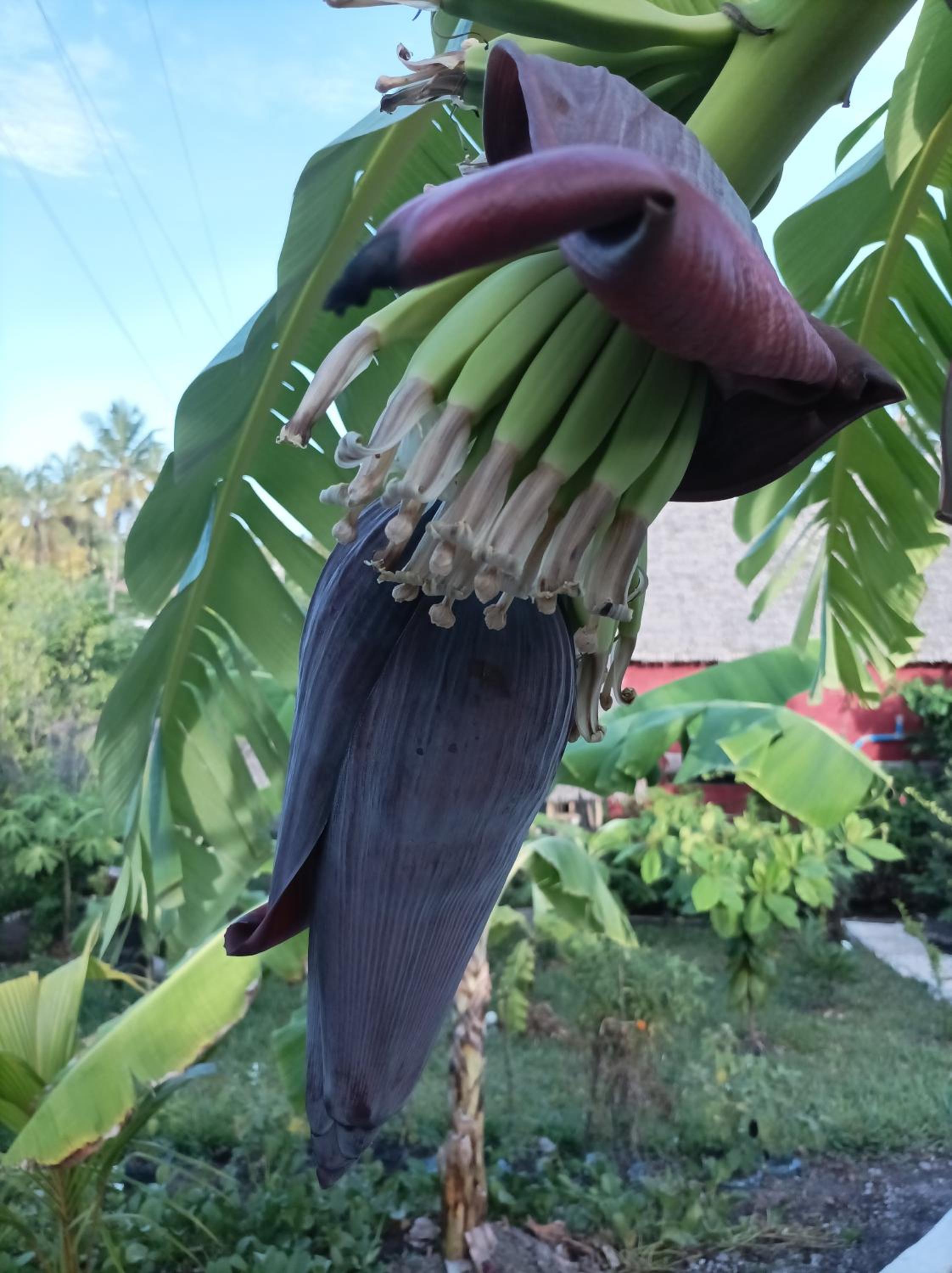 Mamarasta