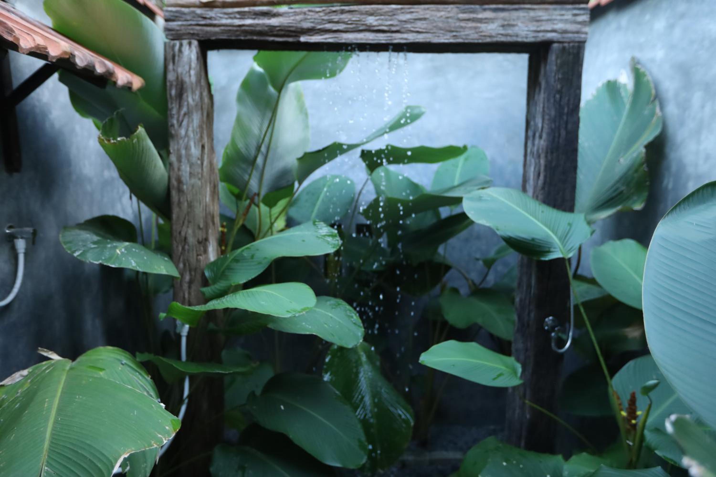 Cinnamon Paradise Nature Room