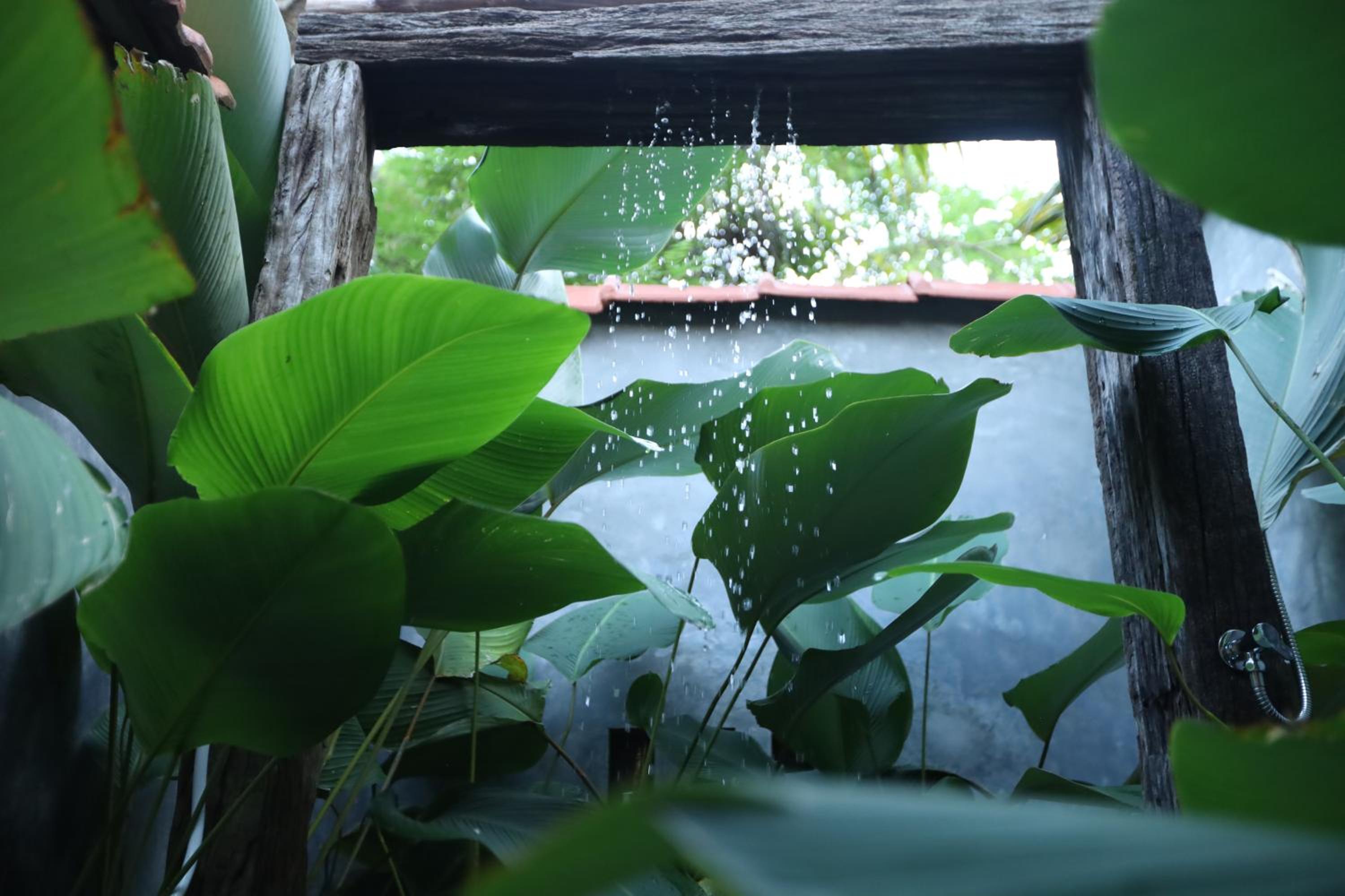 Cinnamon Paradise Nature Room
