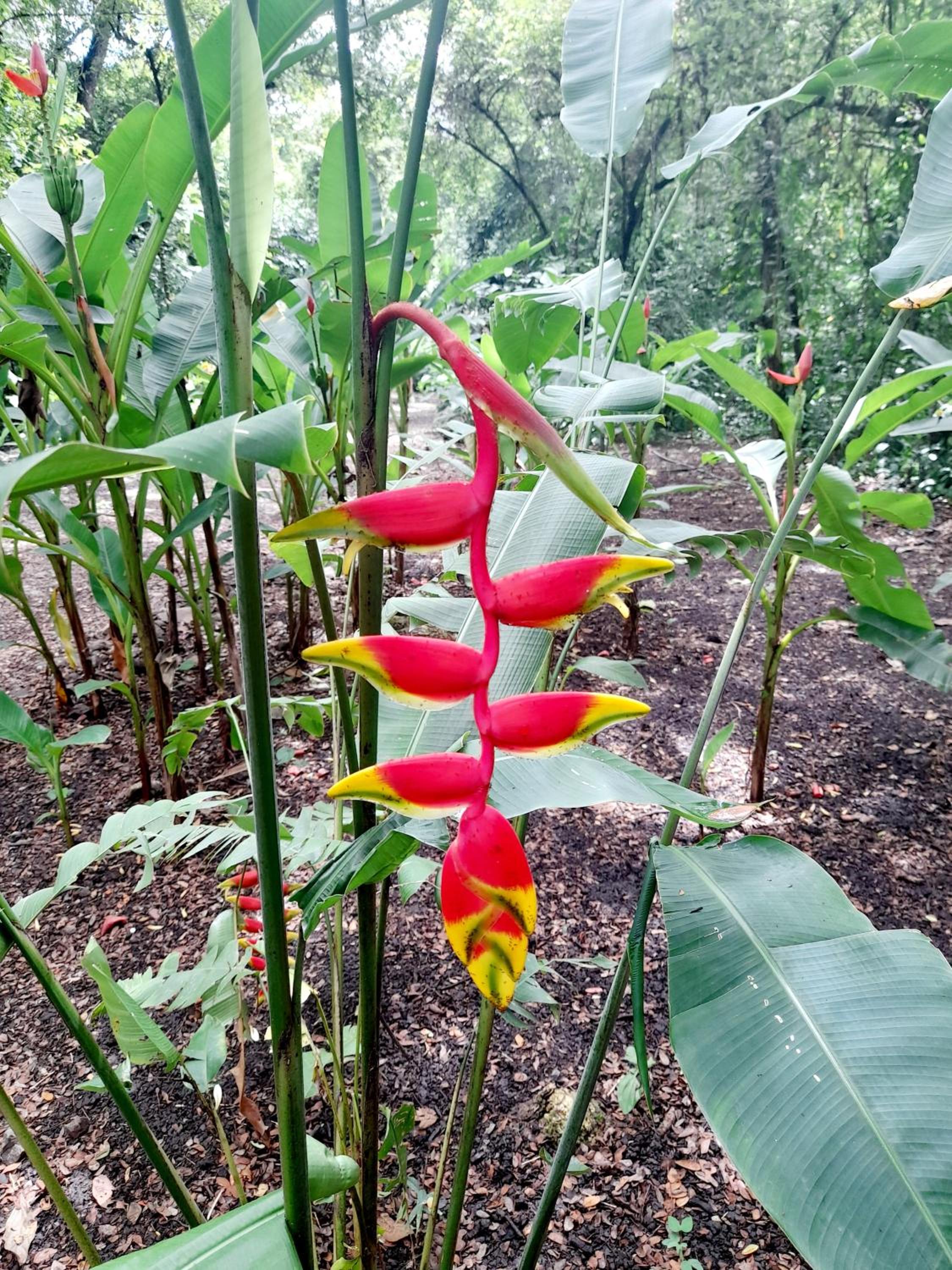 Jardines del Golfo