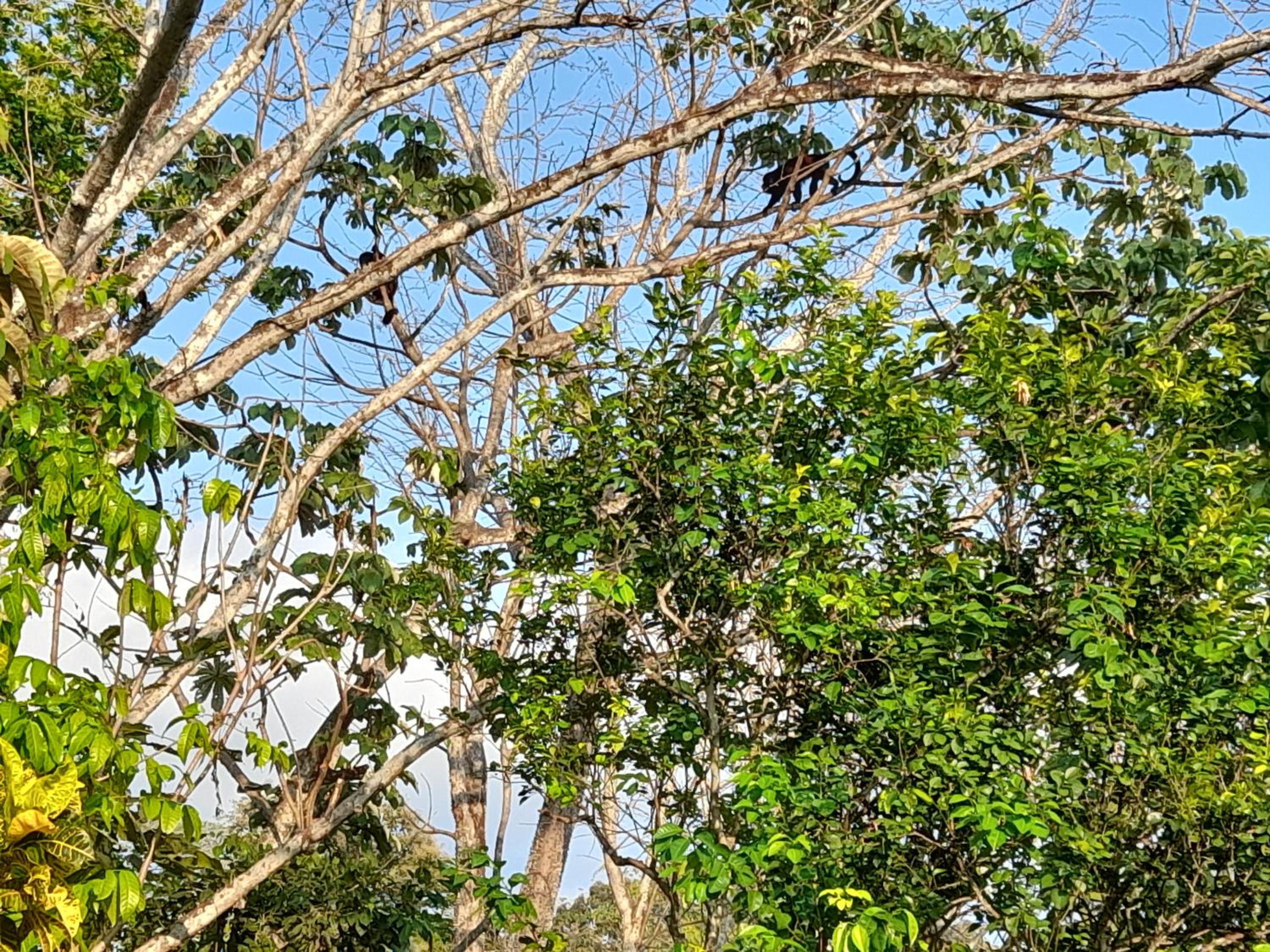 Jardines del Golfo