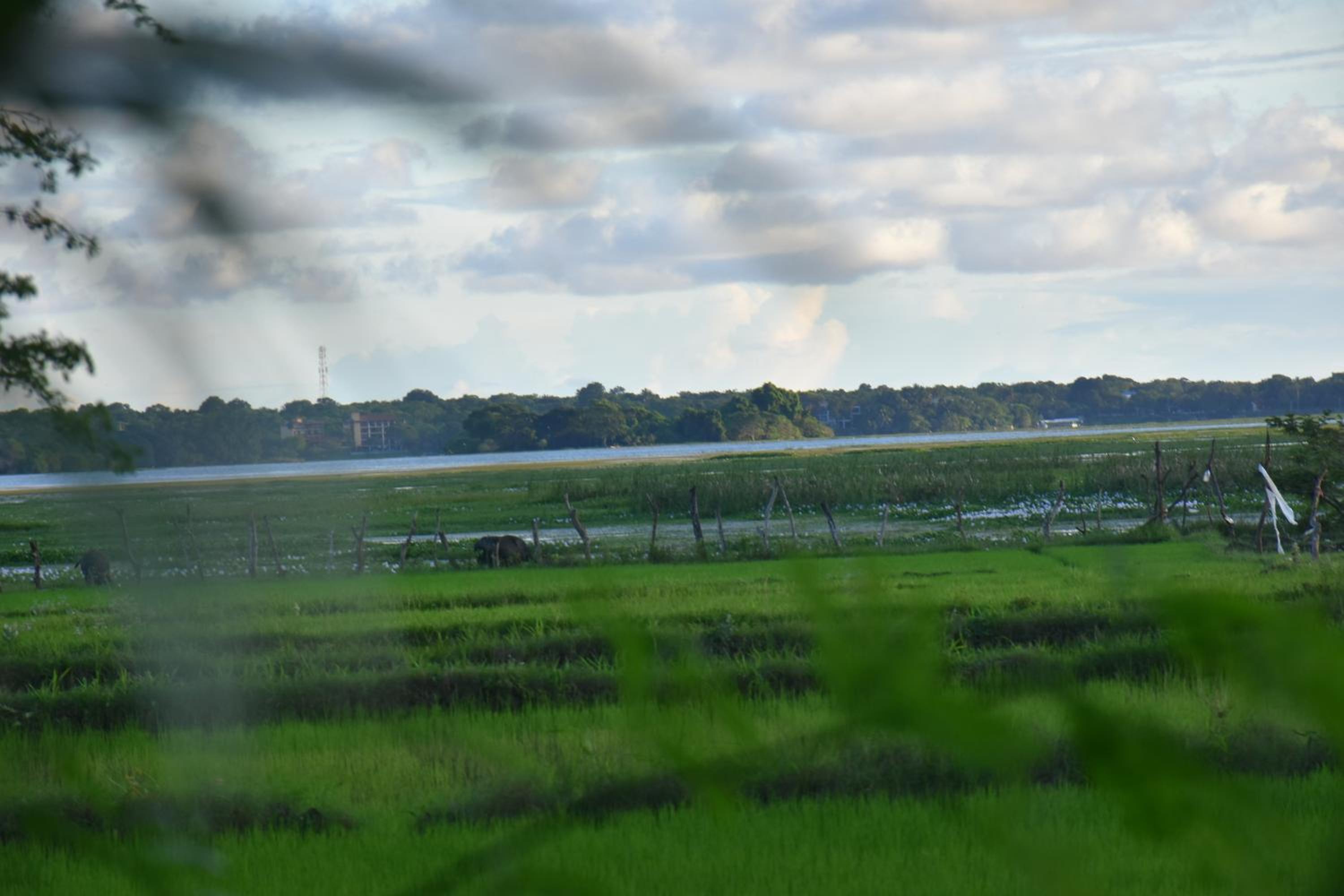 Rice Cabanas Yala view 3