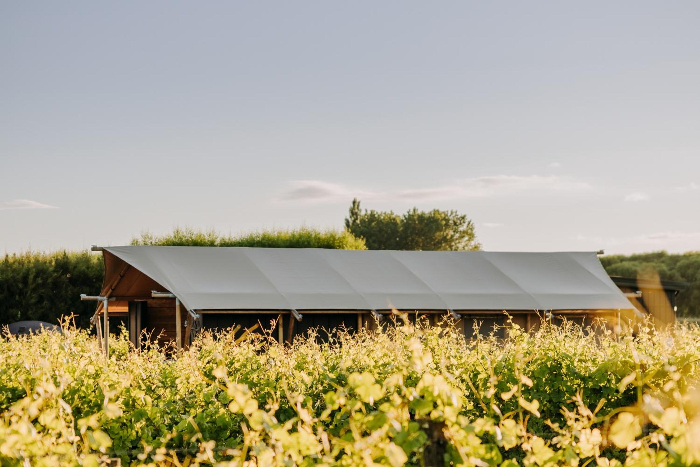 Villas & Vines Glamping view 5
