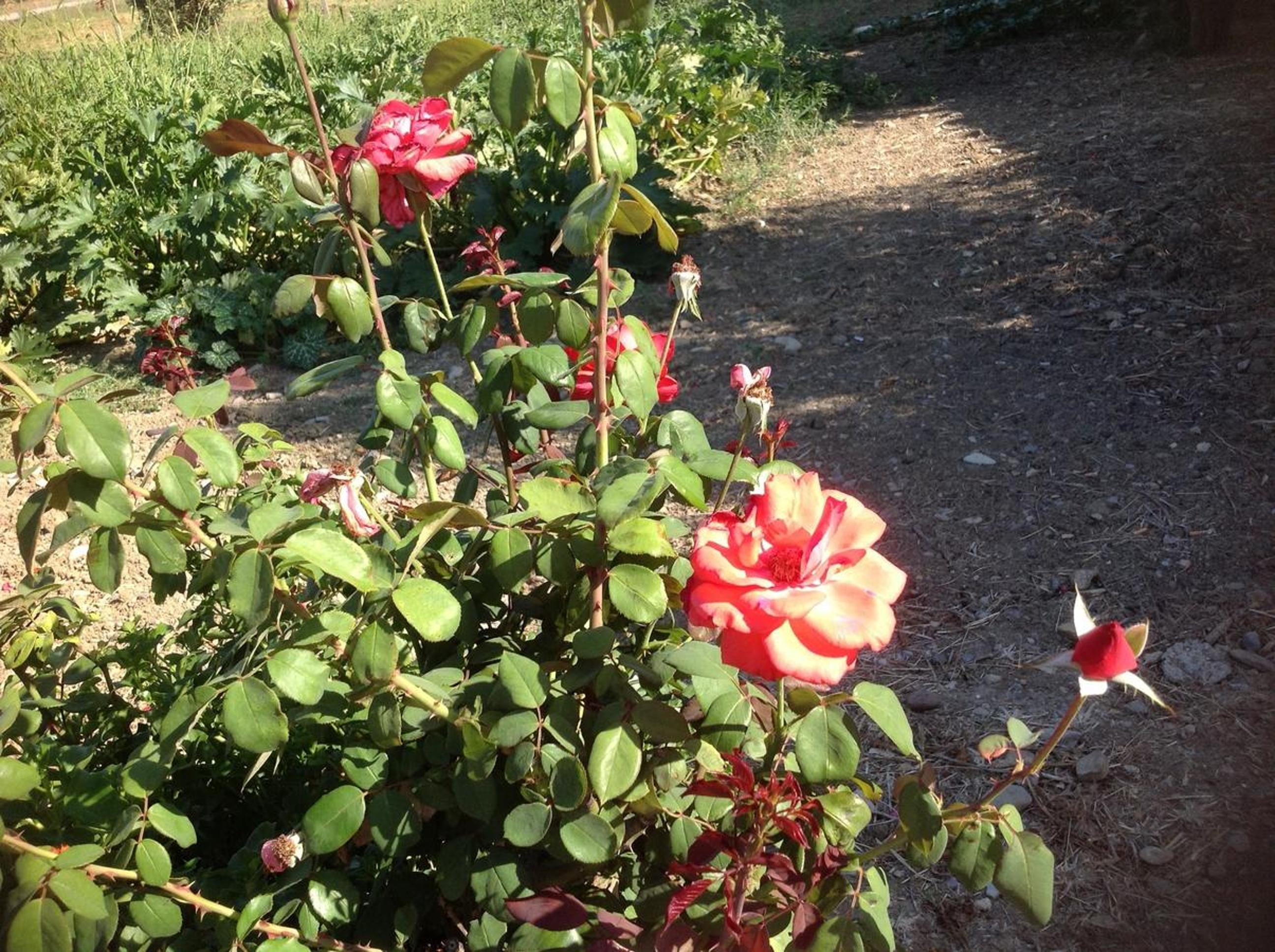 Photo 3