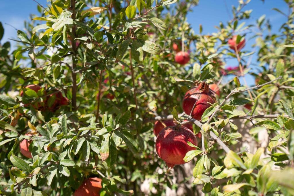 Bird Nest-Santorini Cave houses photo 3