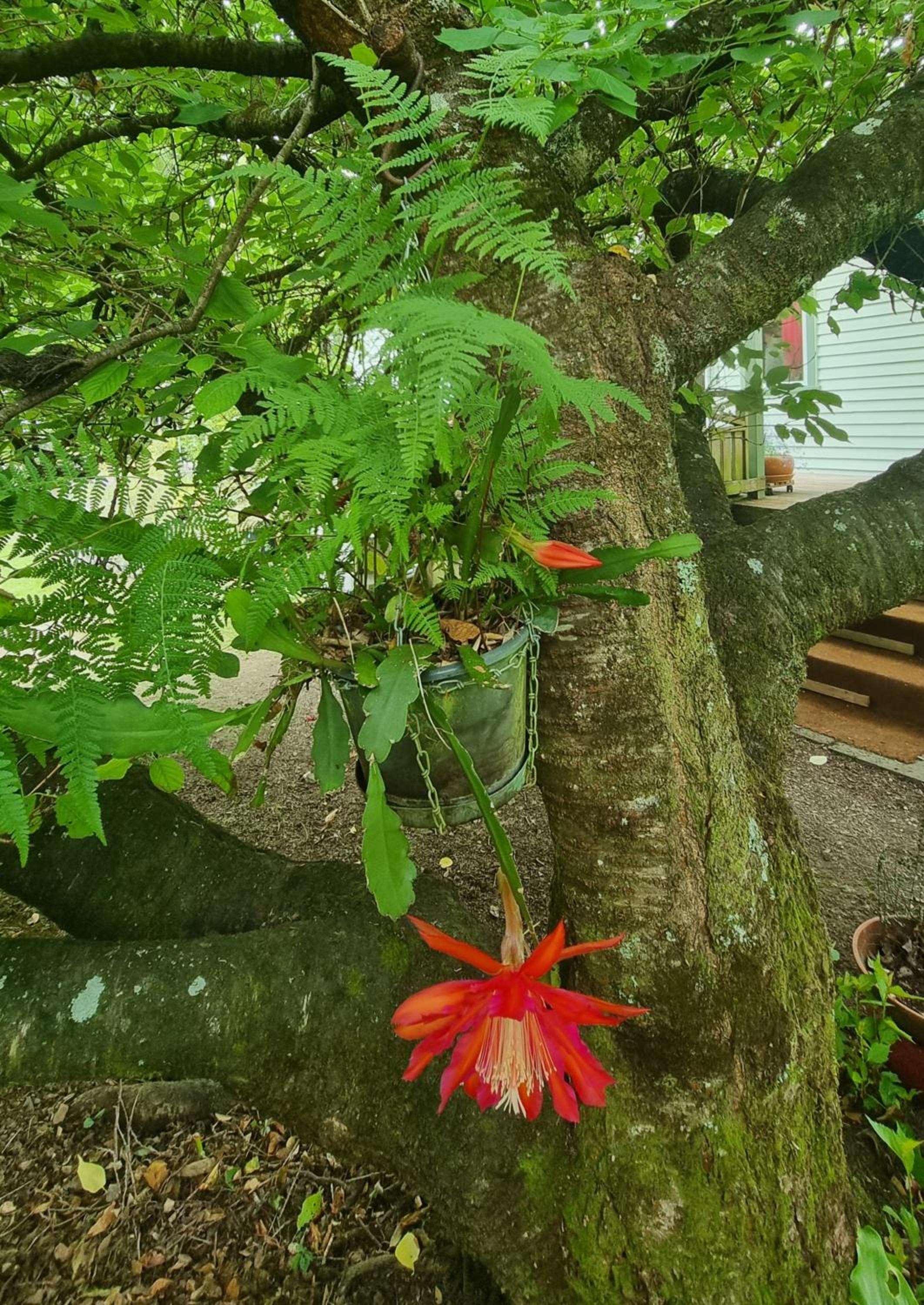 Garden Paradise Siochain House