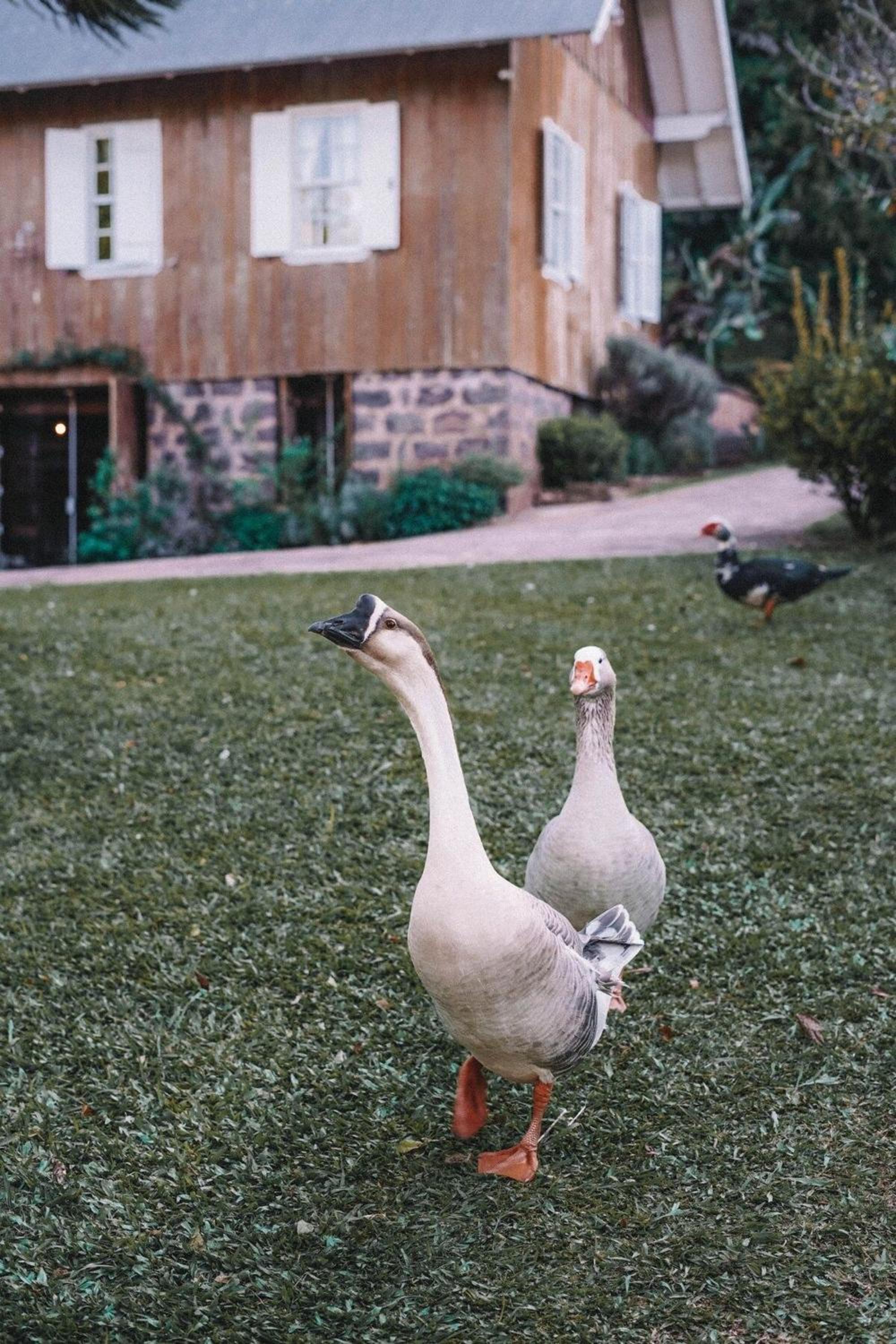 Borgo 28 Gramado