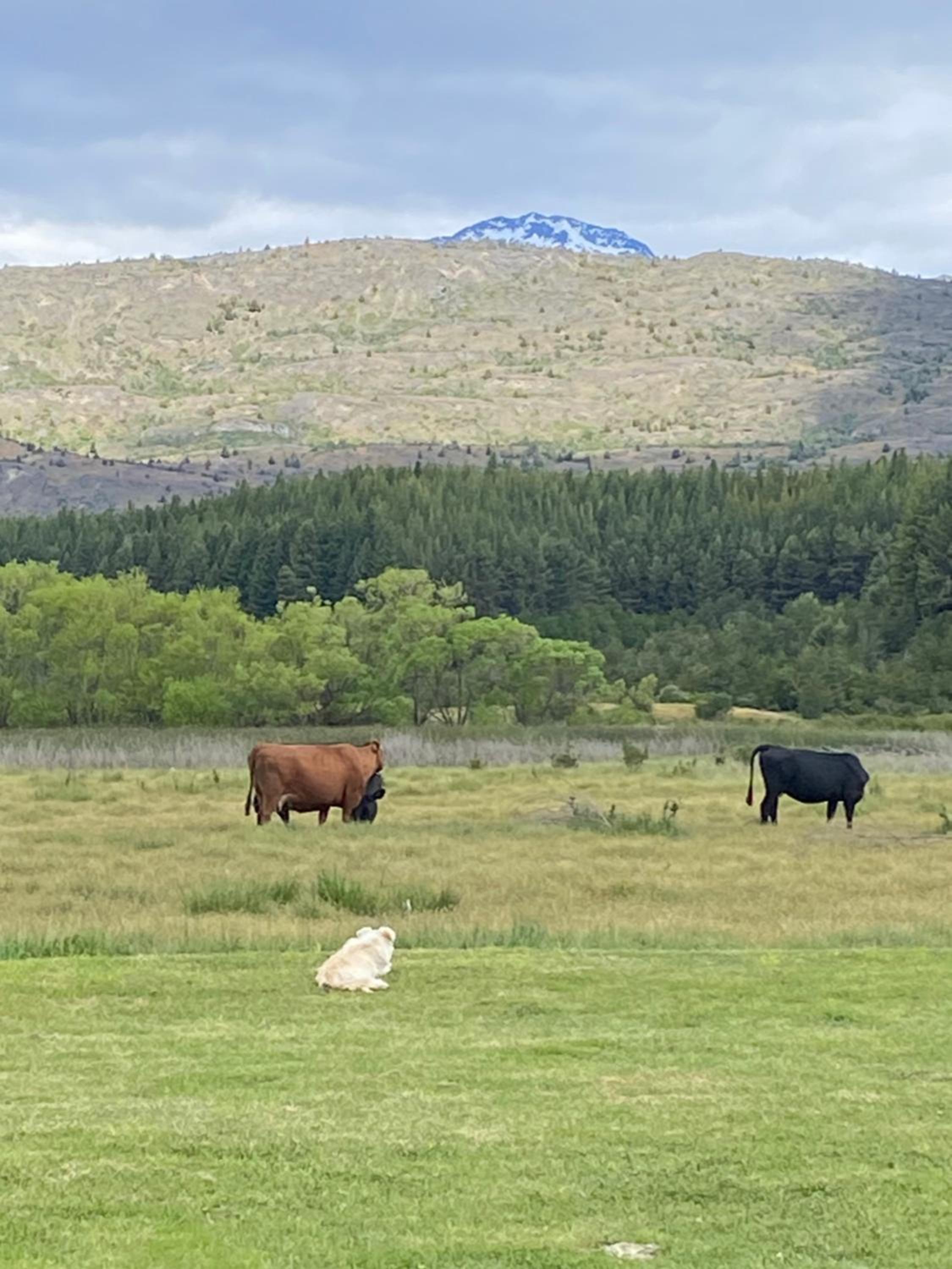 Fundo El Coigue - La Cabaña