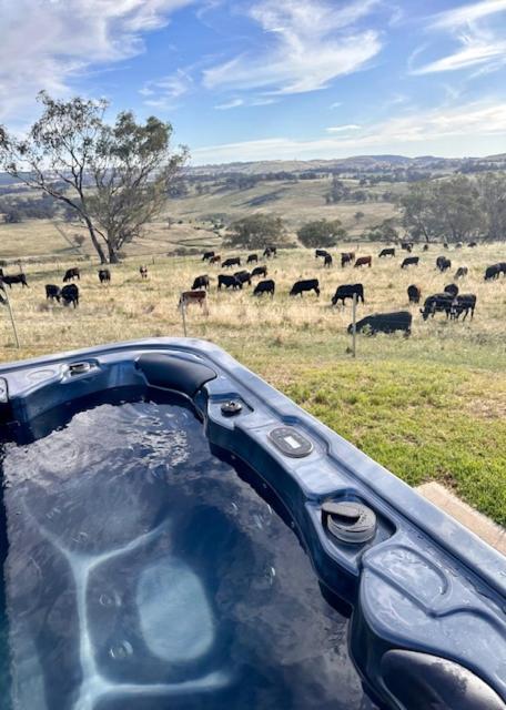 Spectacular Kangaroobie Cabin
