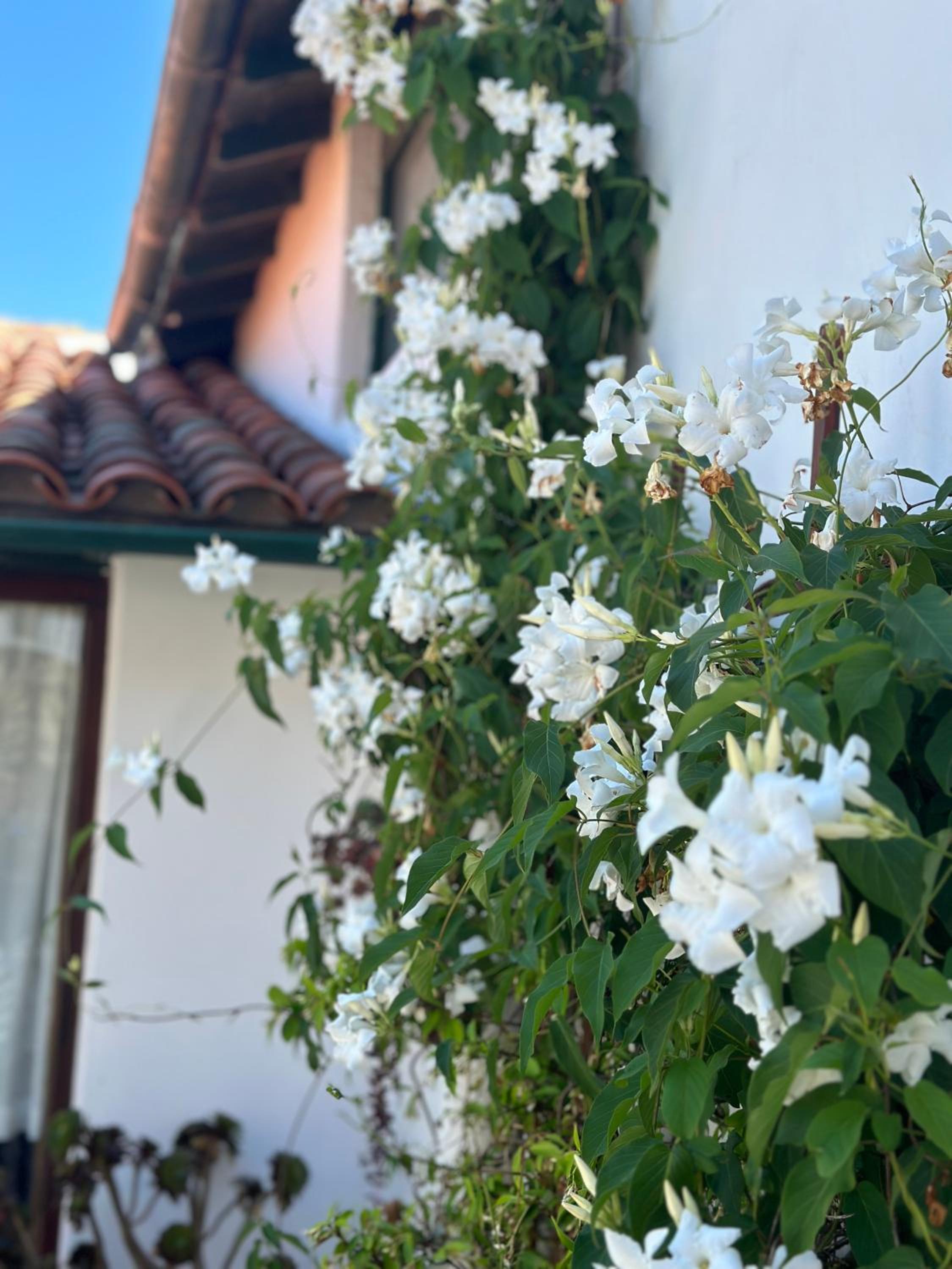 La Elena