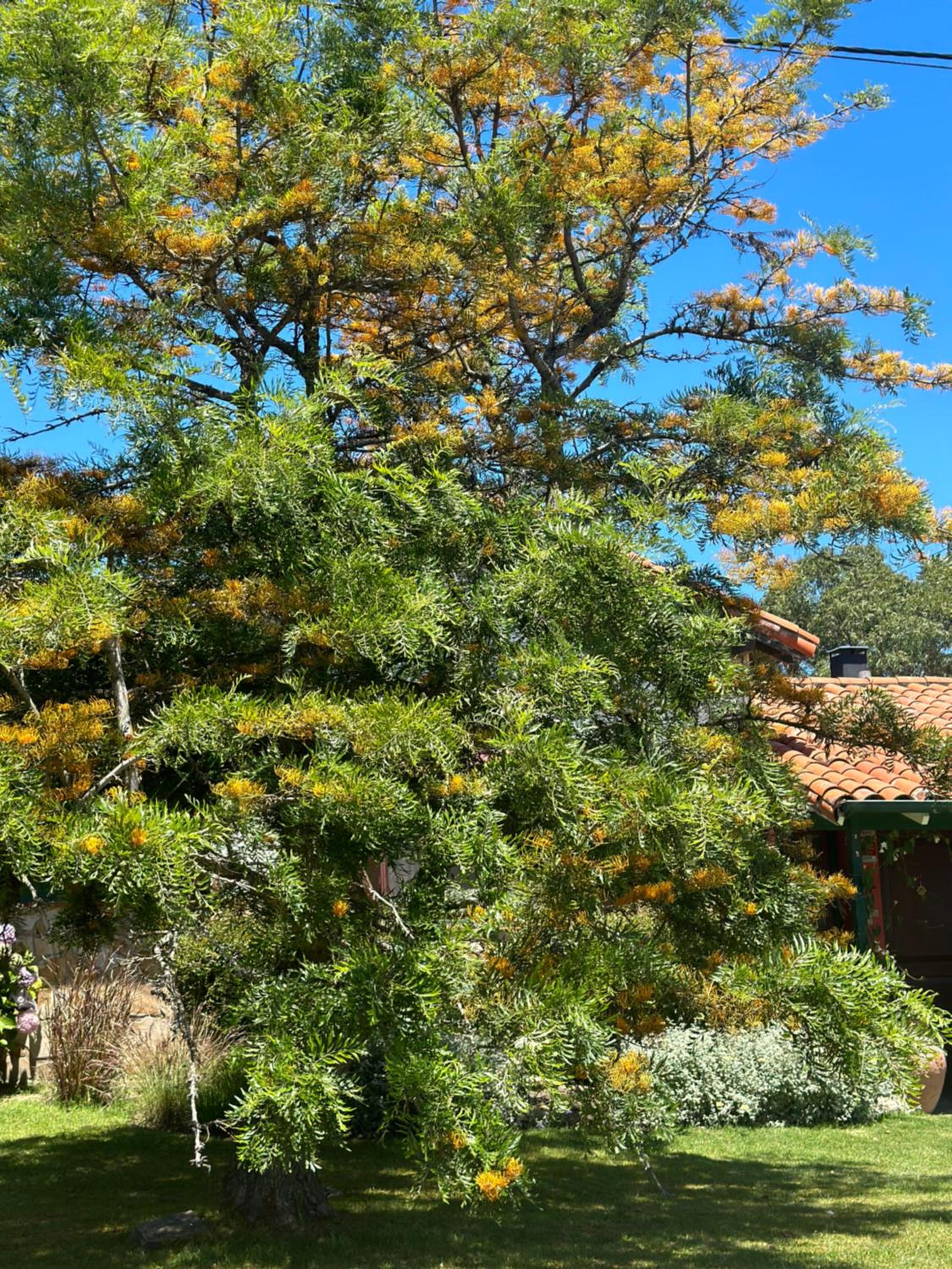 La Elena