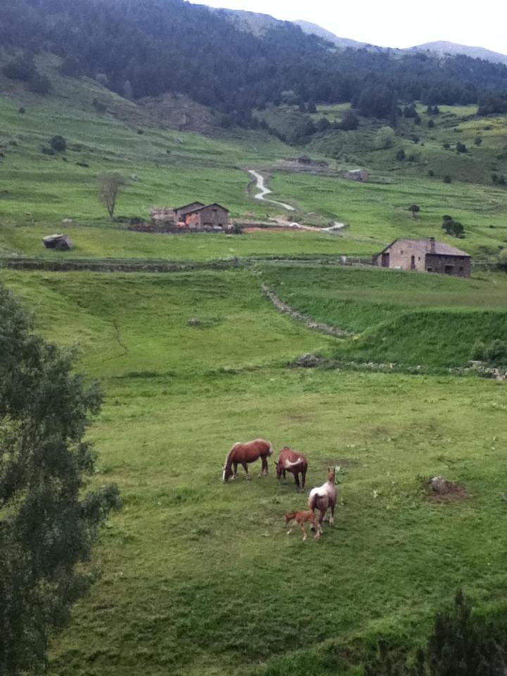 L'ORENETA - Peu del Riu 712 - Vall d'Incles - Soldeu Hut 8367