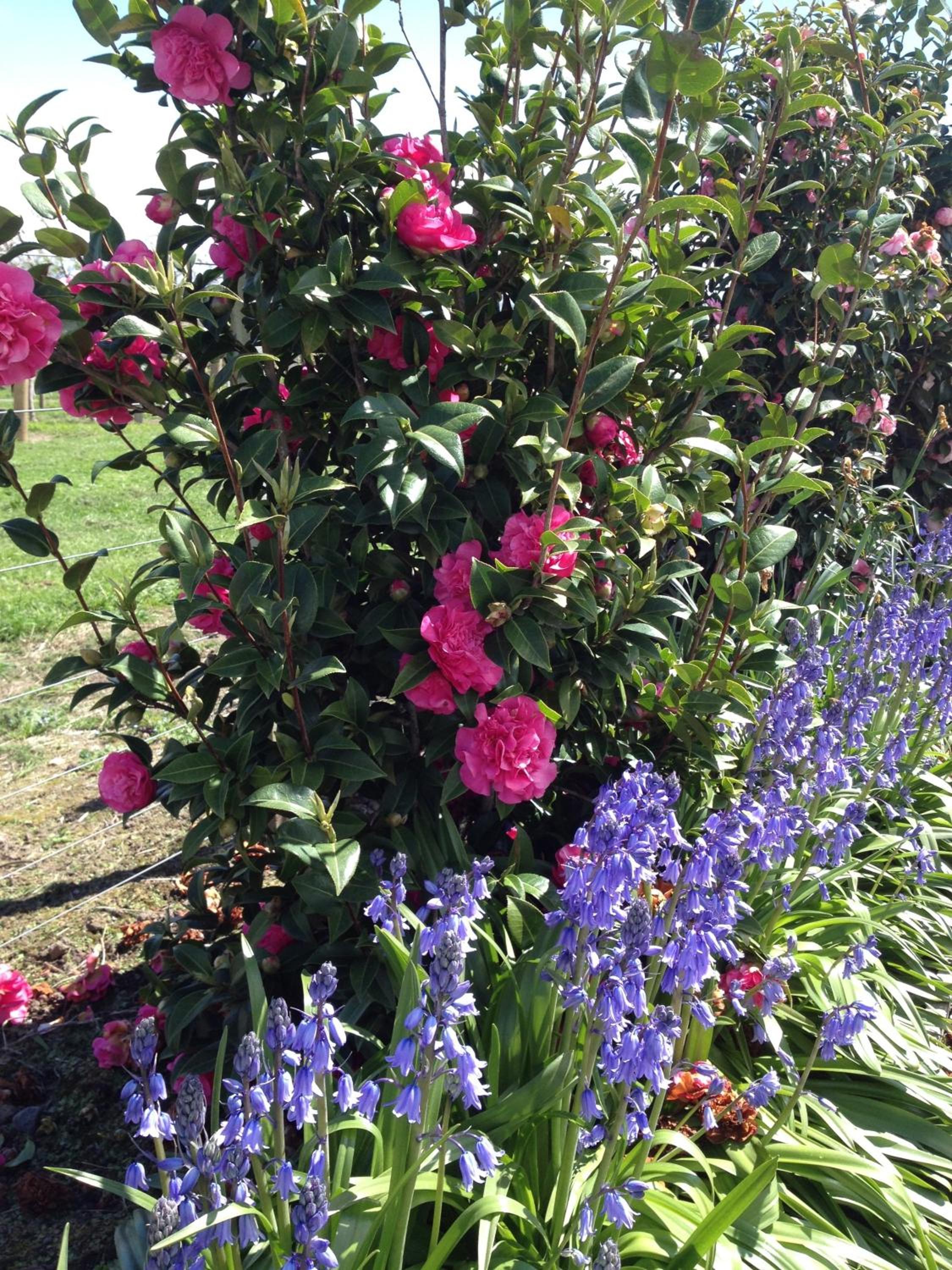 Bluebell Lodge and Cottage