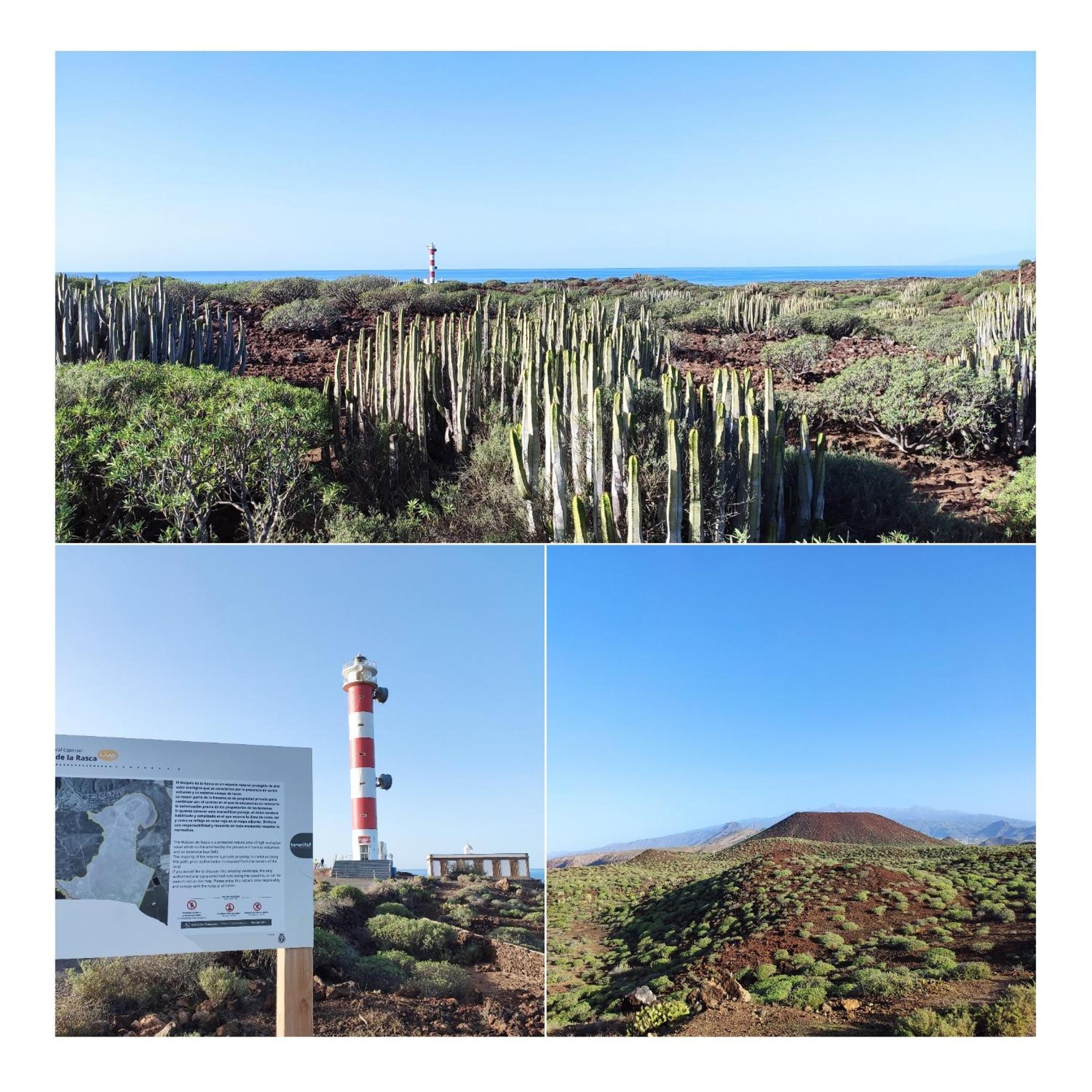 Tenerife Flamingo
