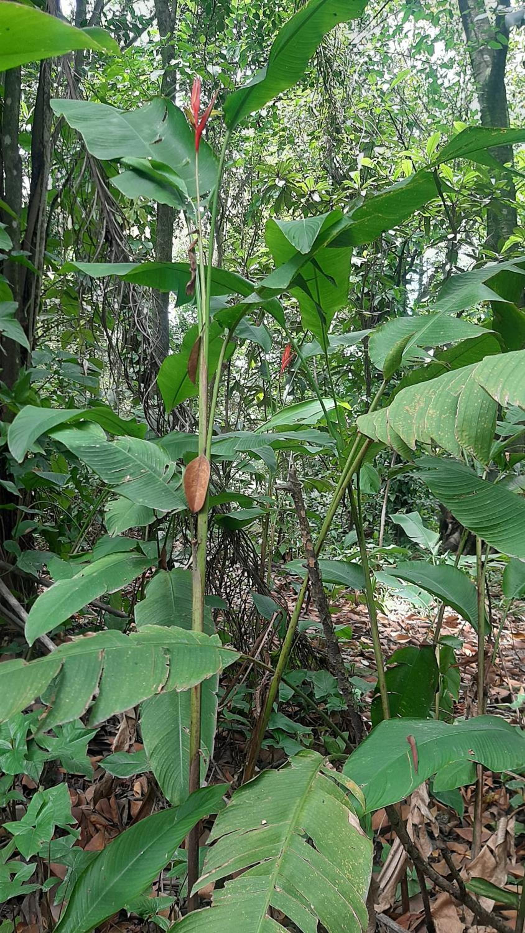 La Manquel - Casa y Yungas