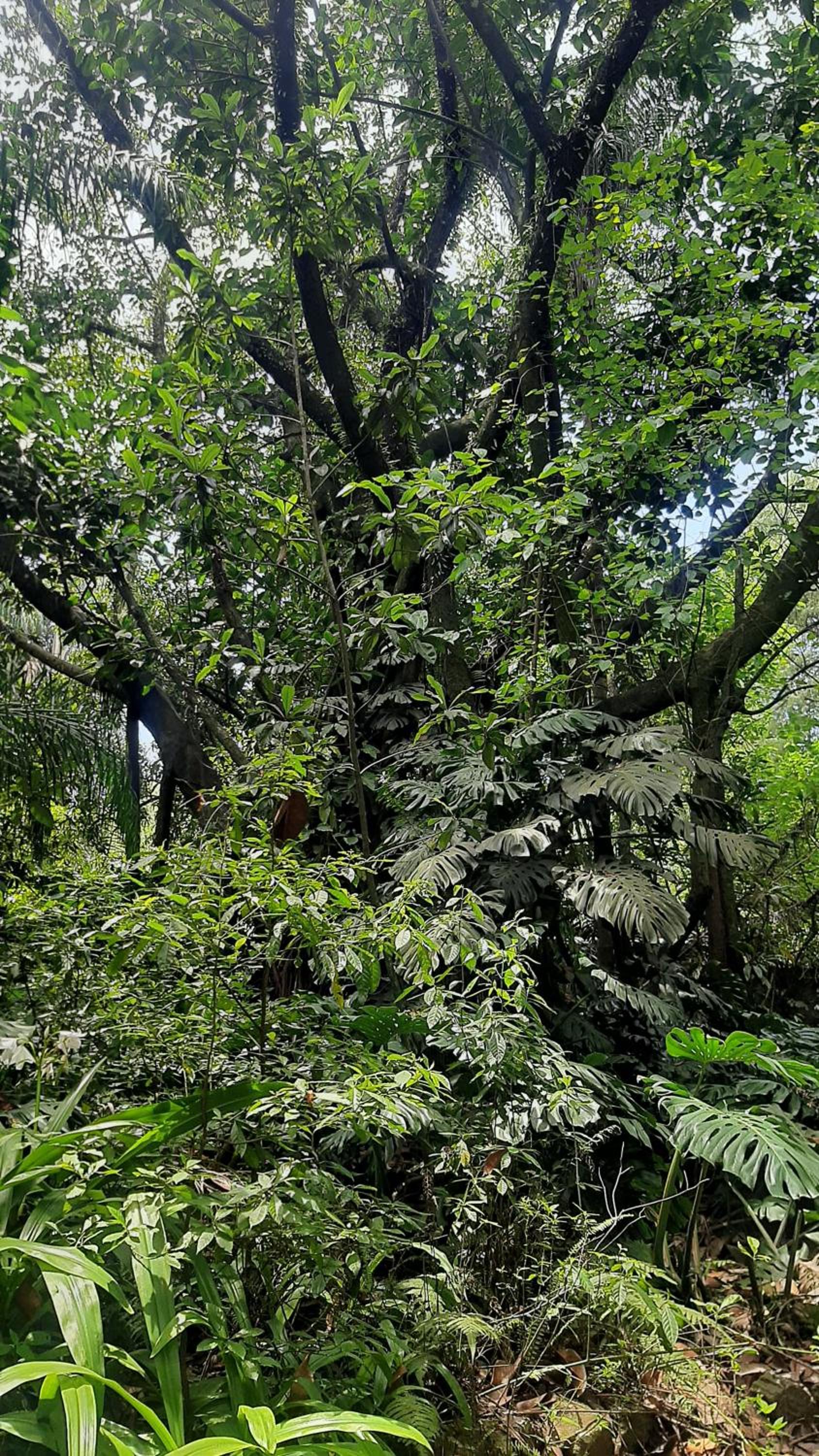 La Manquel - Casa y Yungas