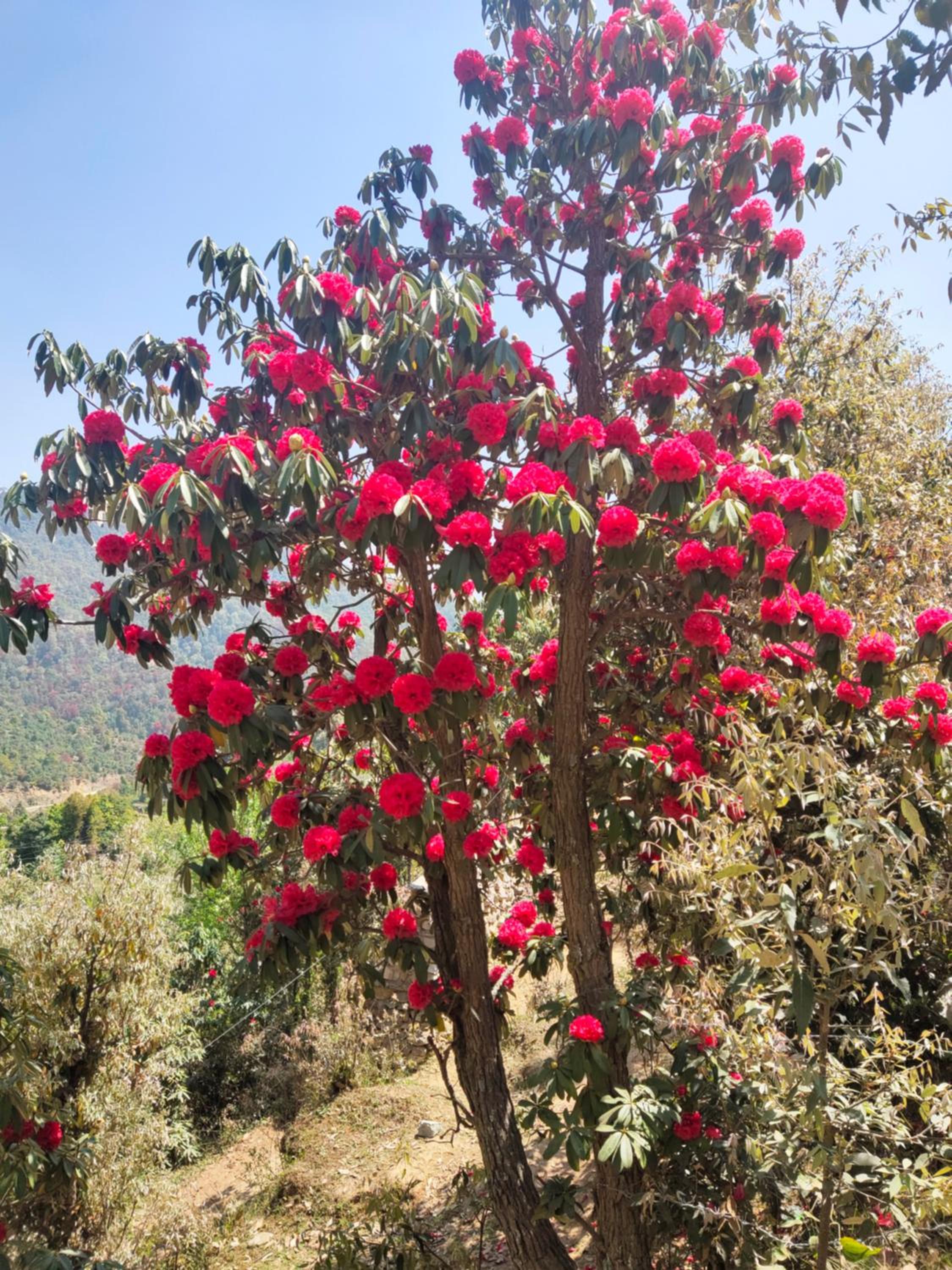 Aranya Mukteshwar