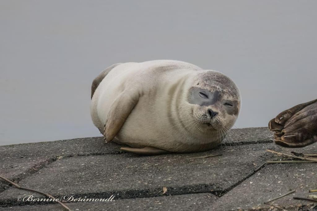 Ruim en modern appartement ideaal gelegen tussen zee en jachthaven