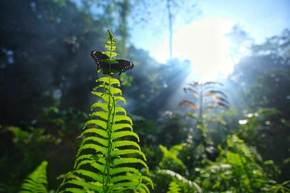 Tropical Jungle lodge & Jungle trekking