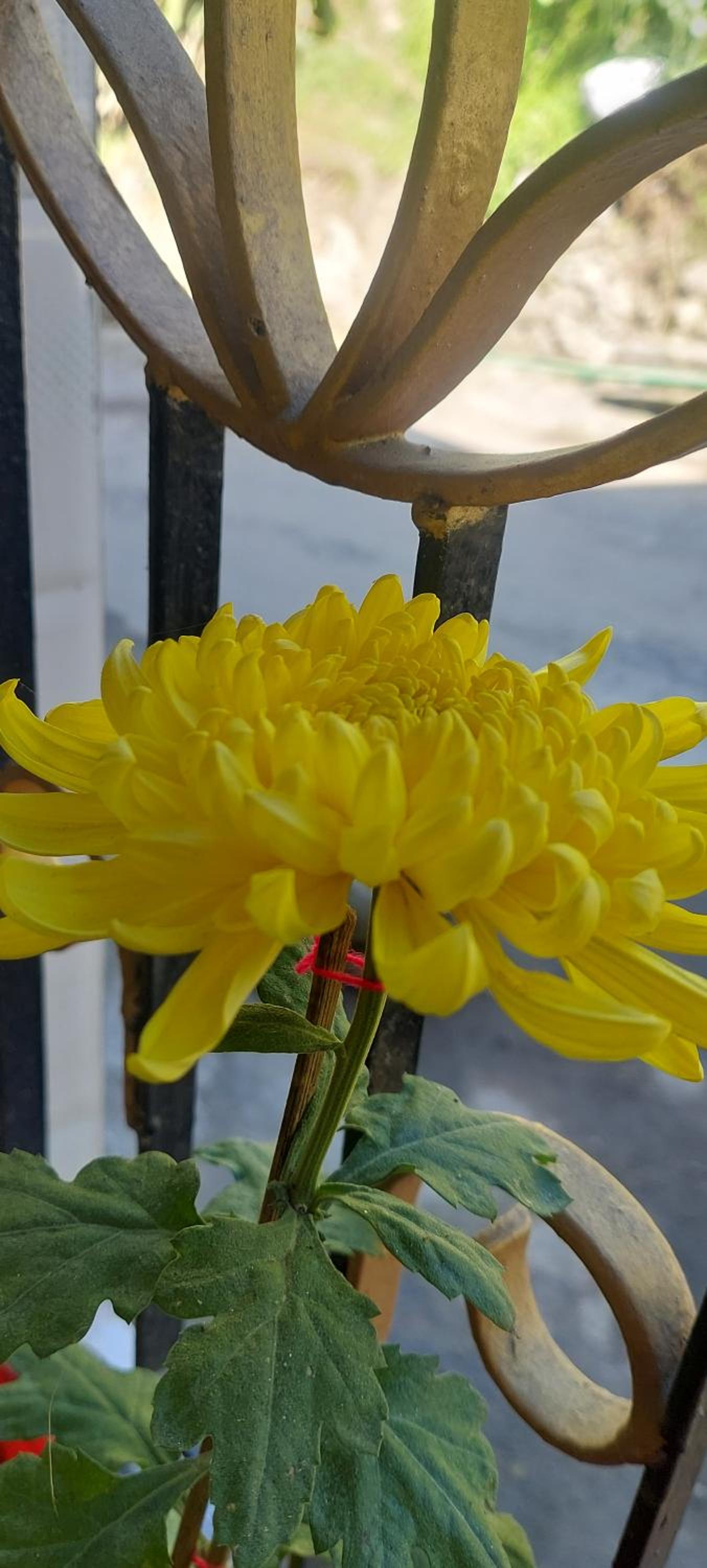 Athithi homestay