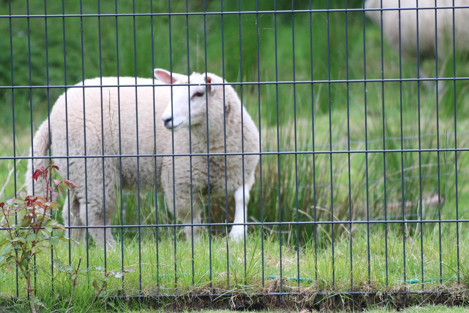 MeerLiebe