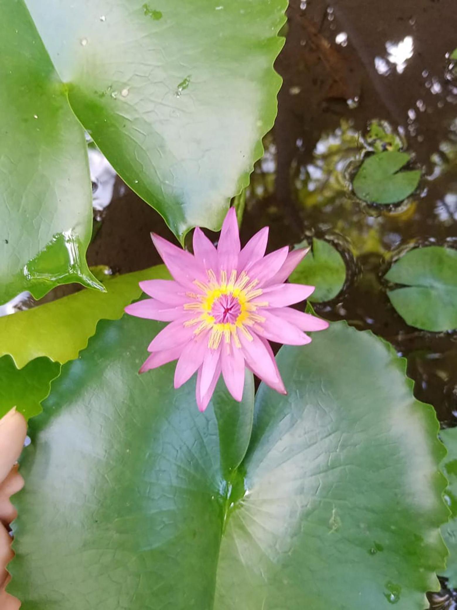 Green Paradise Villa Patuwatha Dodanduwa