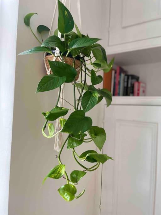 Linnet House - Relaxing - Leafy - Whole Apt- 2 Bed view 5